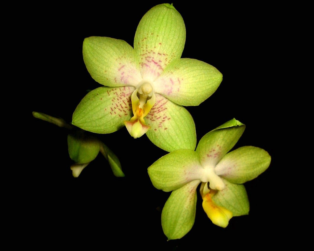 Orchidea verde su nero, 1280x1024 HD, Desktop