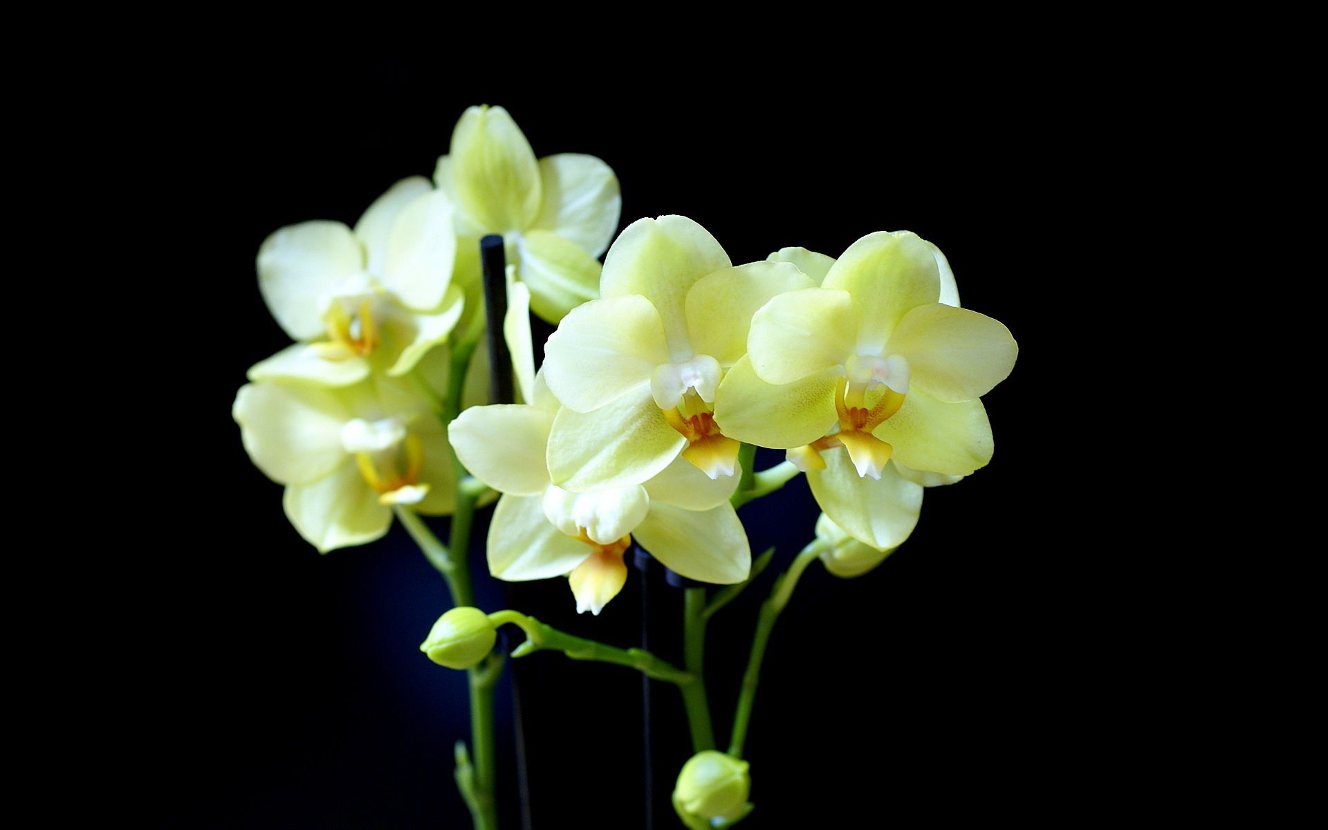 Orchidea Phalaenopsis gialla, 1920x1200 Full HD+, iMac
