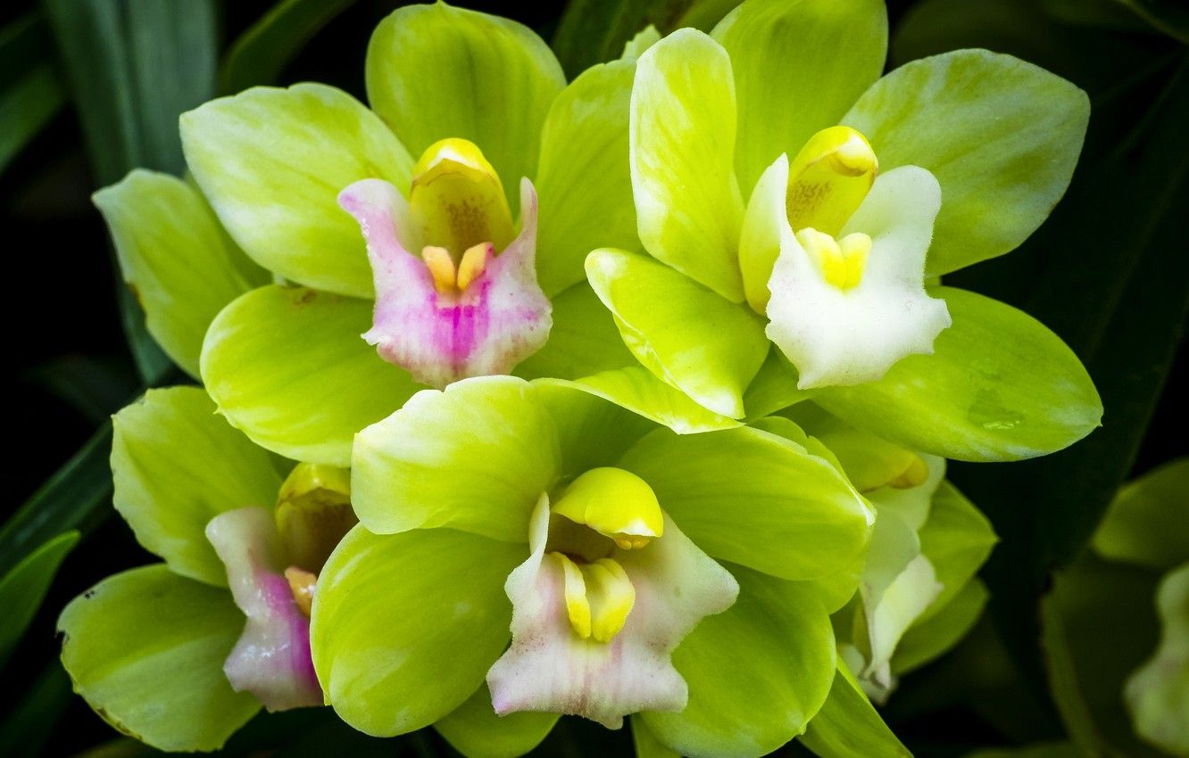 Orchidea verde macro fiori, 1332x850 HD, Desktop