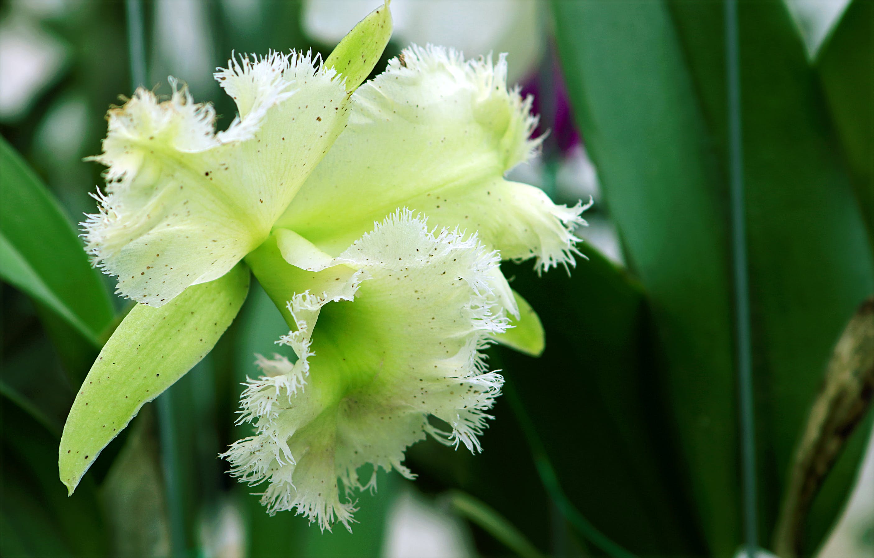 Orchidea verde con petali frangiati, 2811x1795 2K, PC