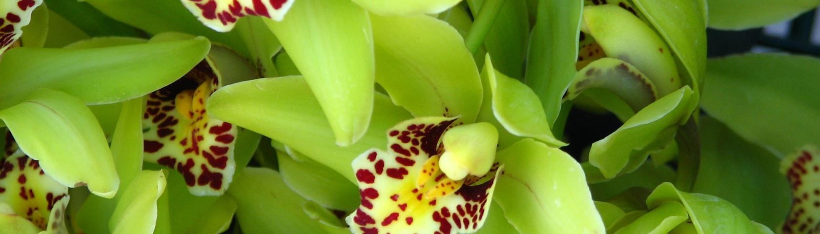 Orchidee verdi con macchie, 1680x480 21:9, Ultrawide