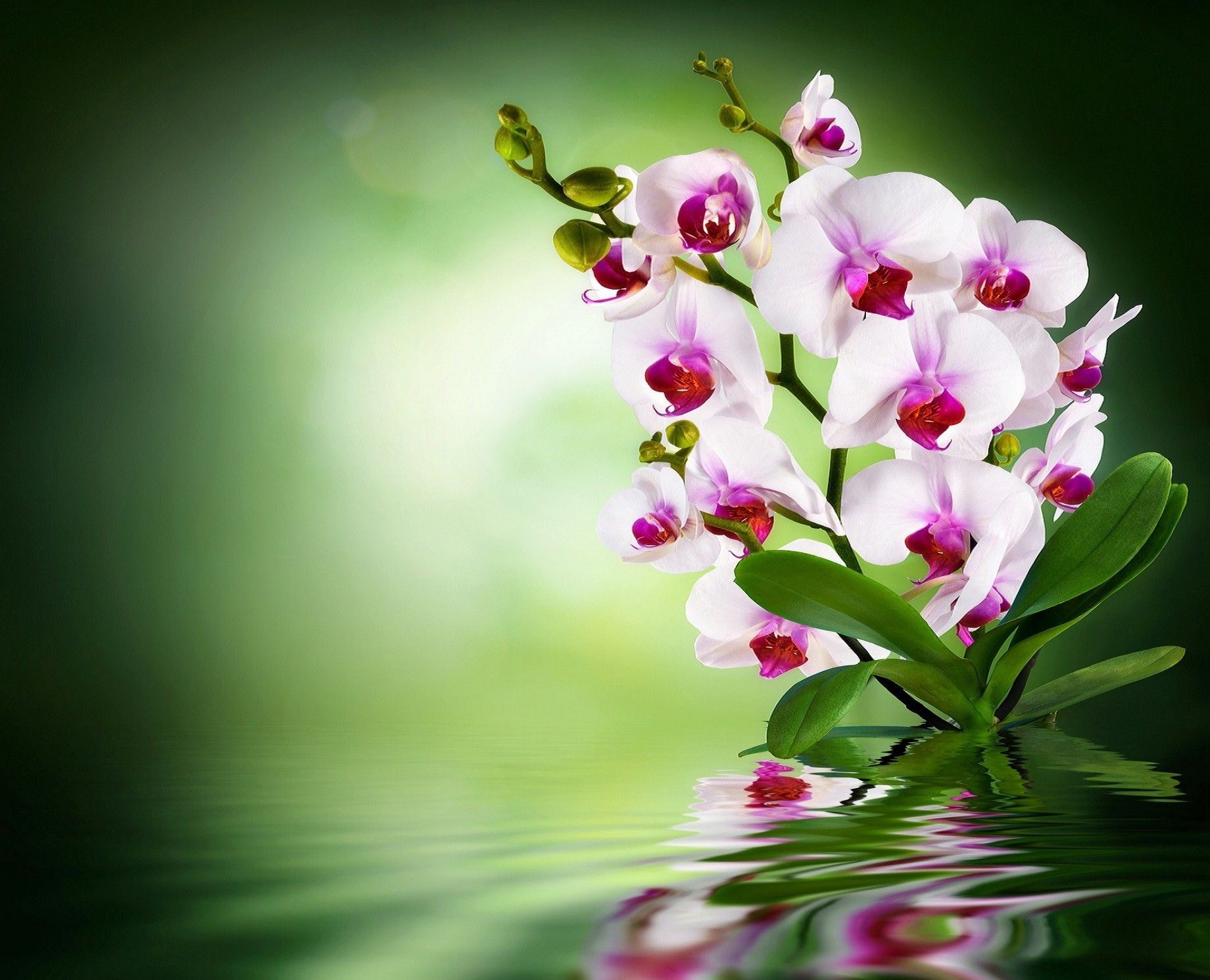 Orchidea bianca e rosa su acqua, 1840x1492 HD Ready, Desktop
