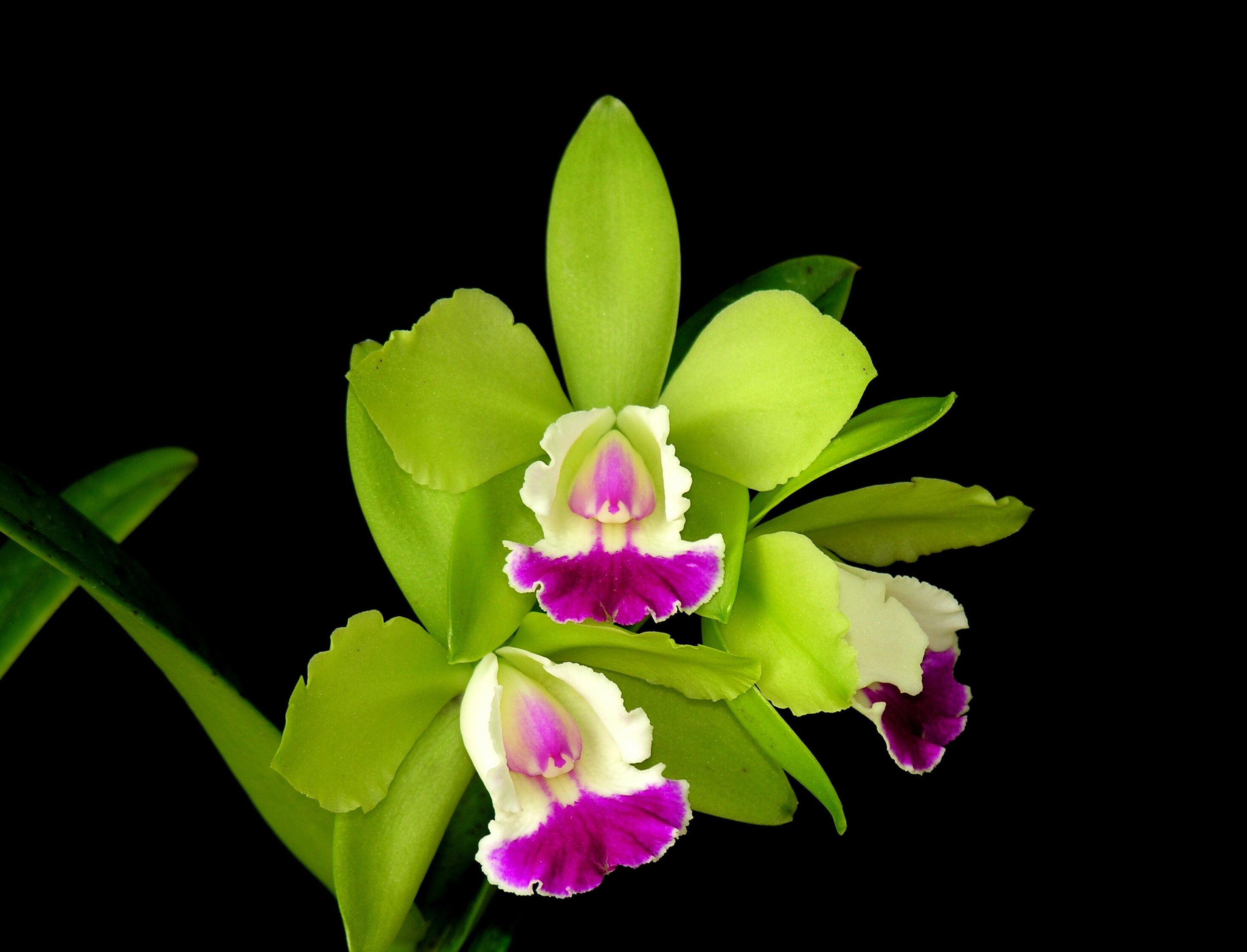 Orchidea verde e magenta, 2938x2243 2K+, Laptop