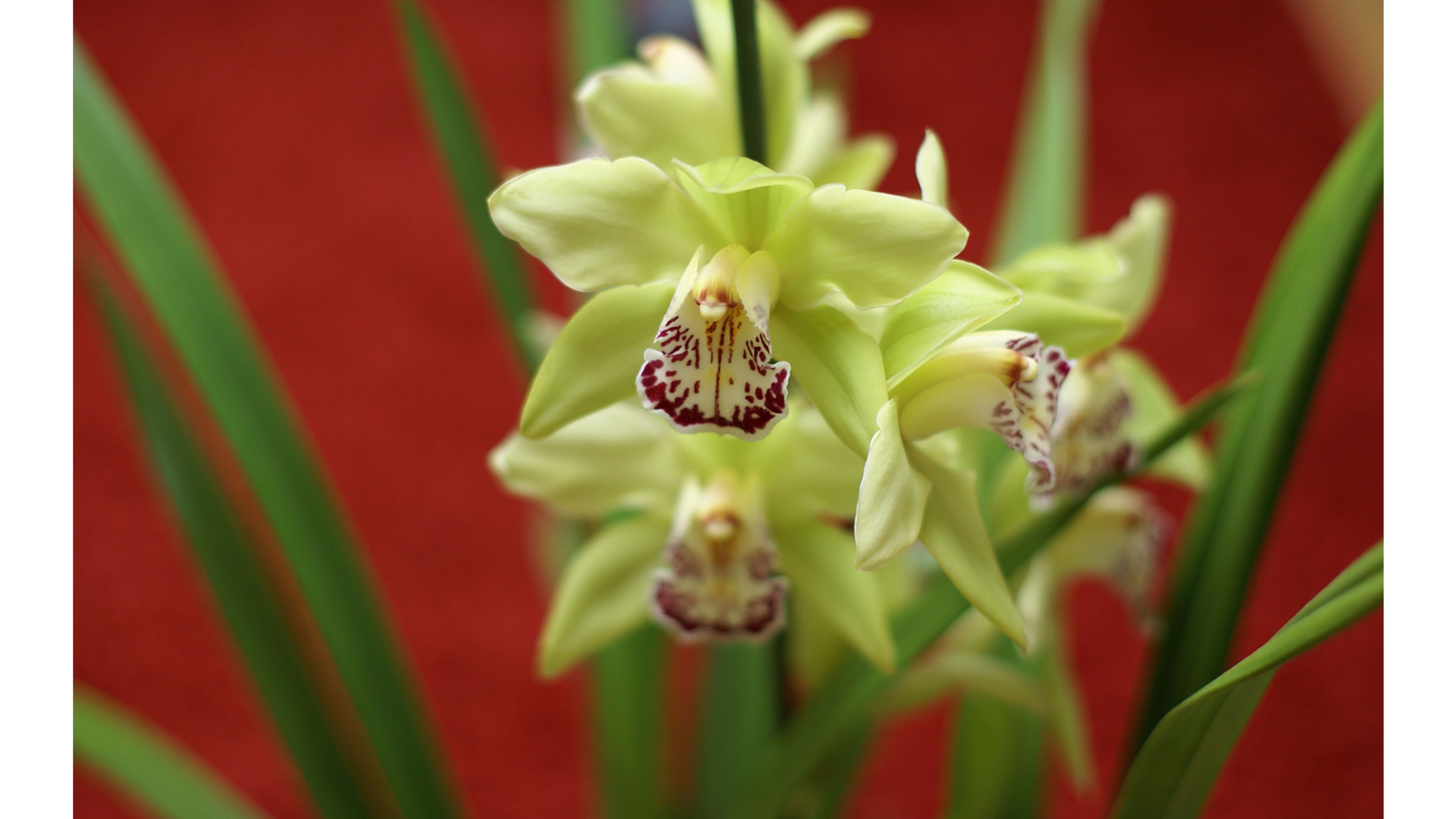 Orchidee verdi con macchie rosse, 3840x2160 4K Ultra HD, Monitor 4K