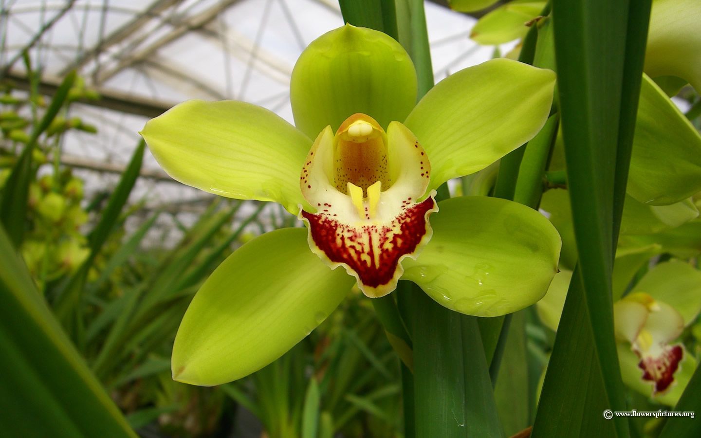 Orchidea verde Cymbidium, 1440x900 720p, PC