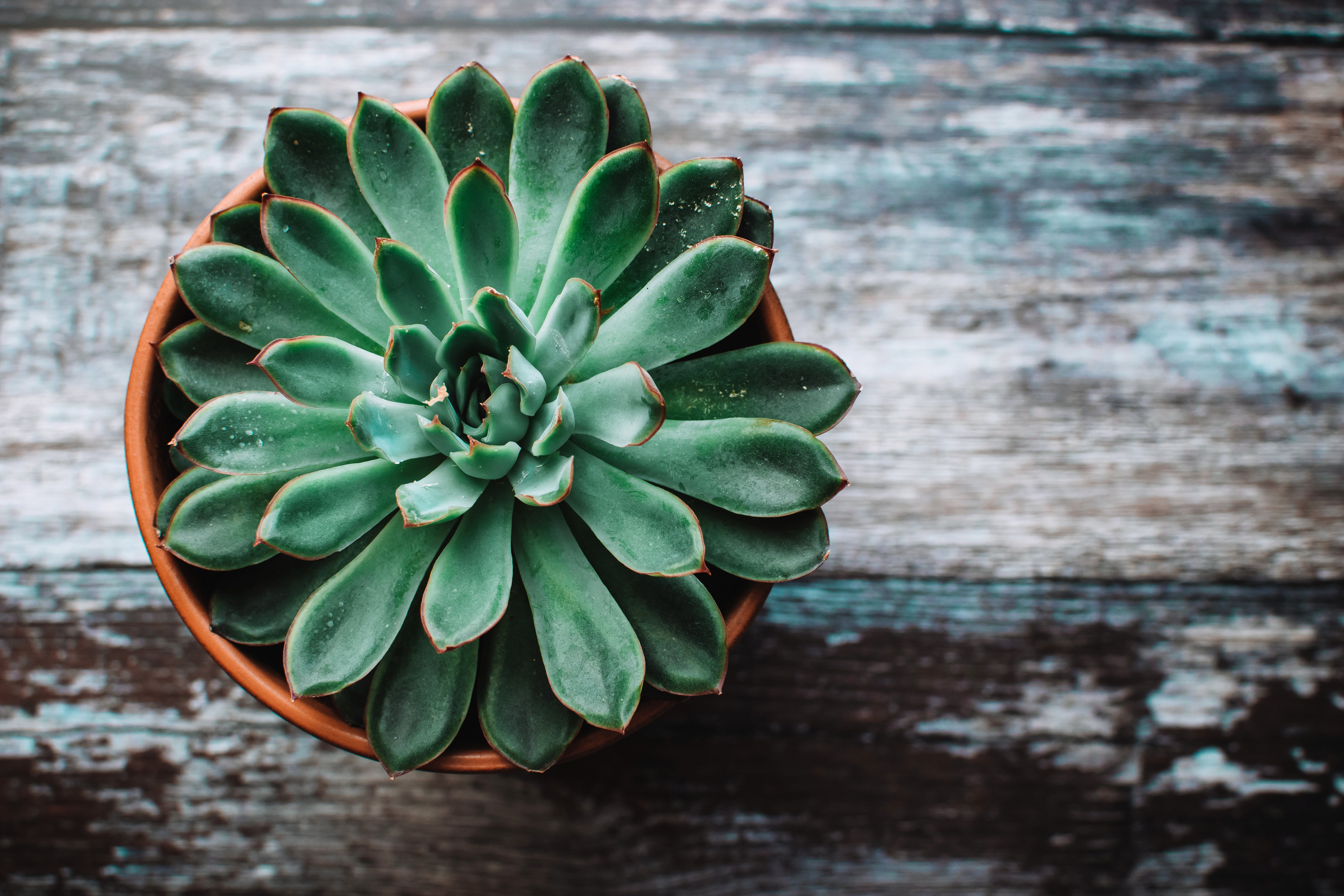 Pianta succulenta verde in vaso, 6000x4000 4K, Desktop 4K