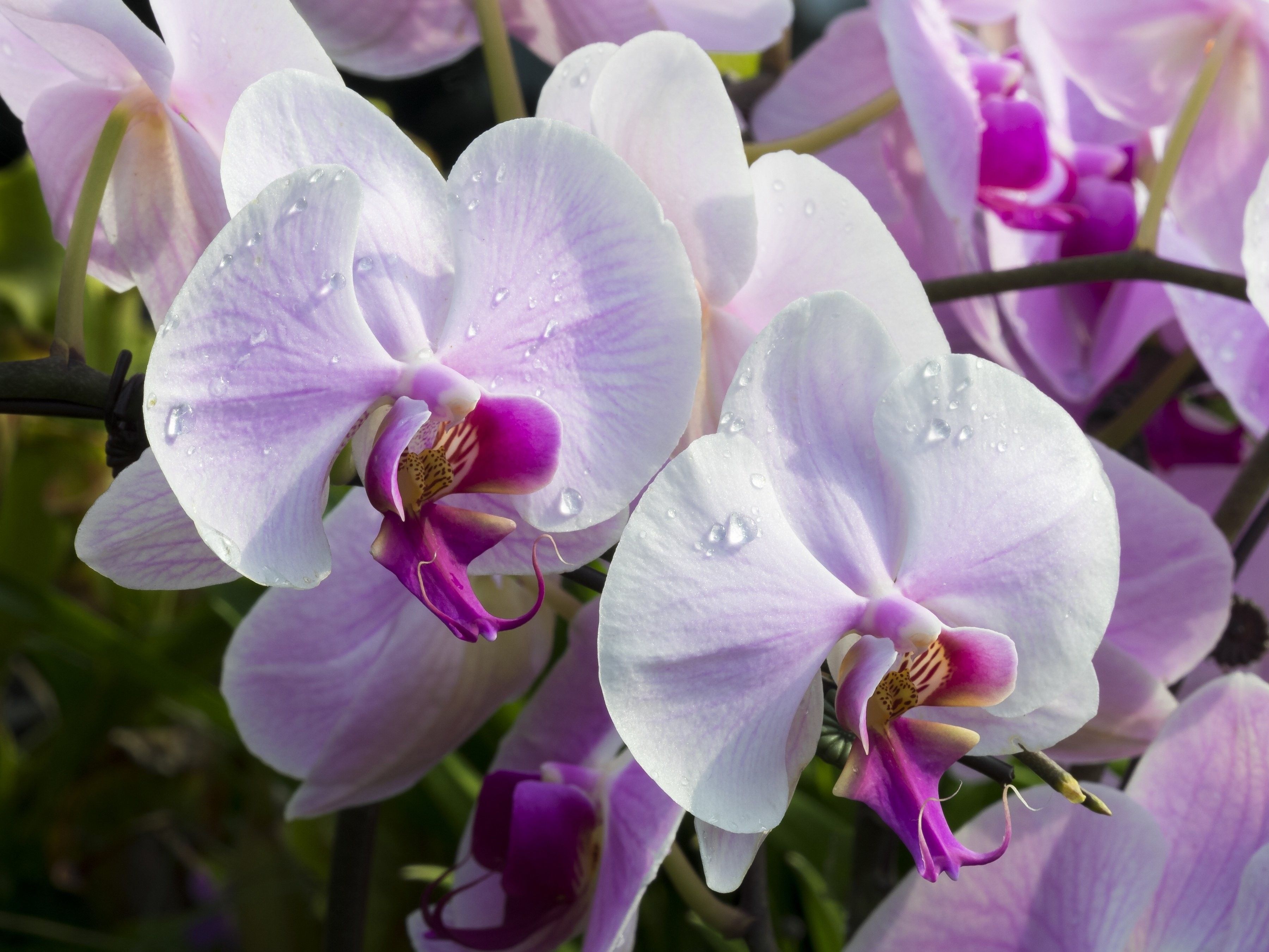 Orchidee bianche e rosa, 3600x2700 2K, Laptop