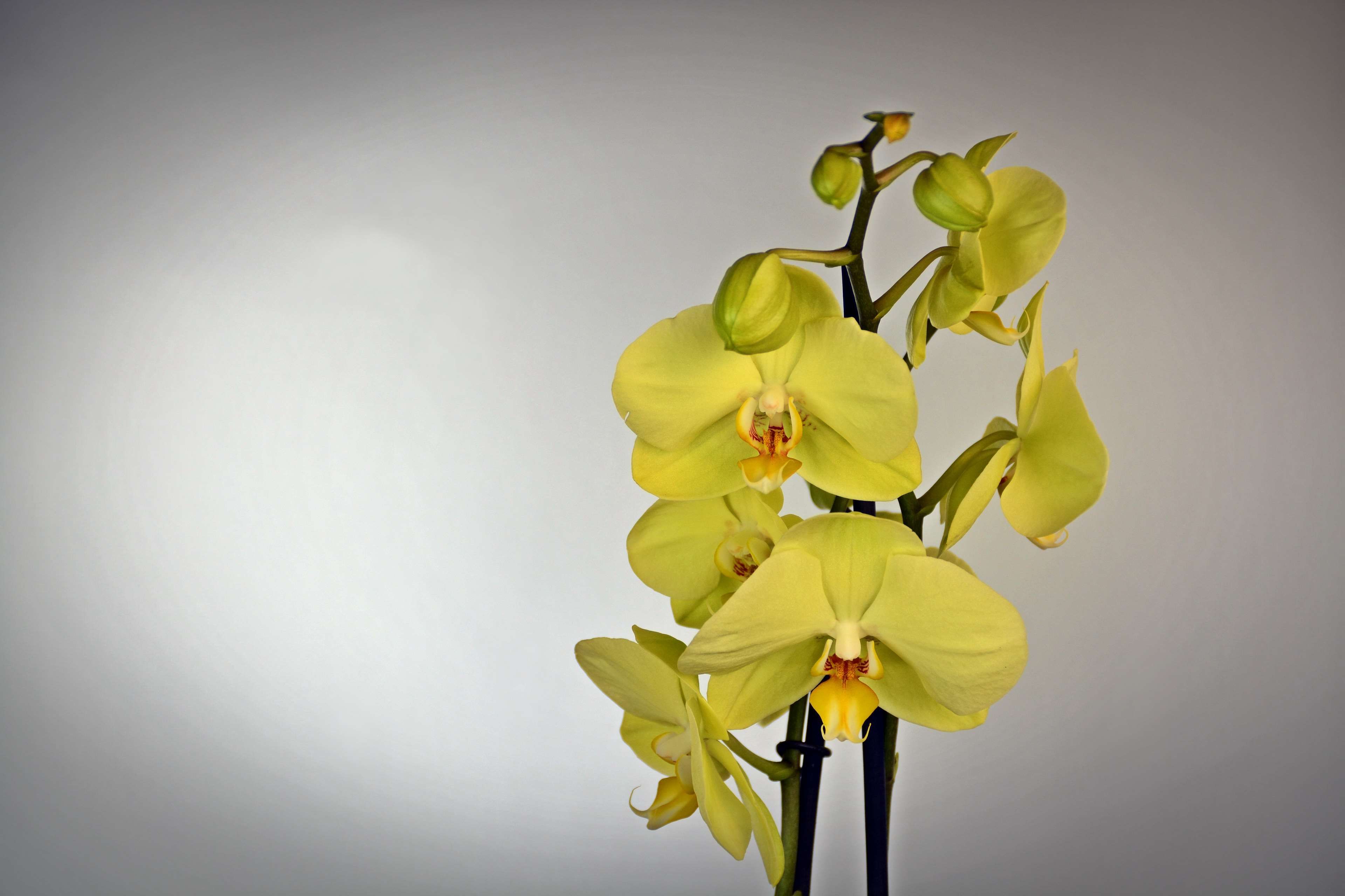 Orchidea gialla su sfondo grigio, 3840x2560 4K Ultra HD, Monitor 4K