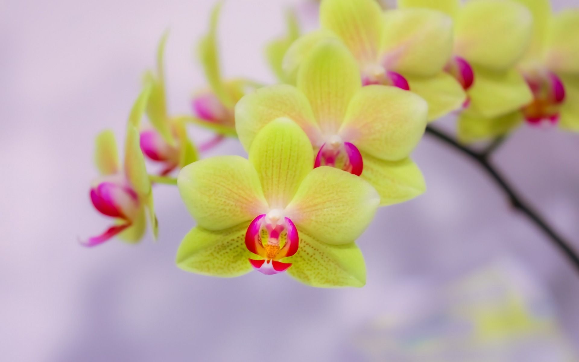 Orchidea verde fiori, 1920x1200 Full HD+, PC