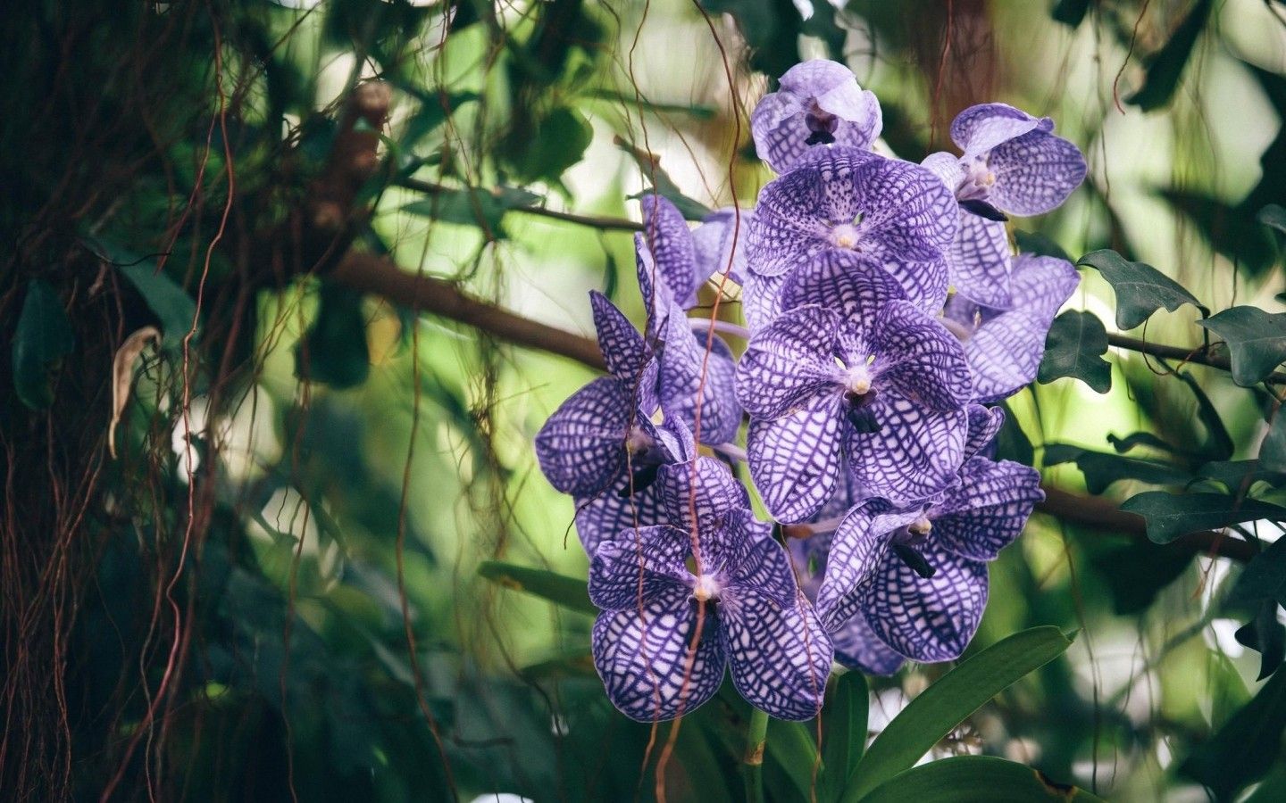 Orchidee verdi dipinte su sfondo scuro, 2000x1500 alta risoluzione, Desktop