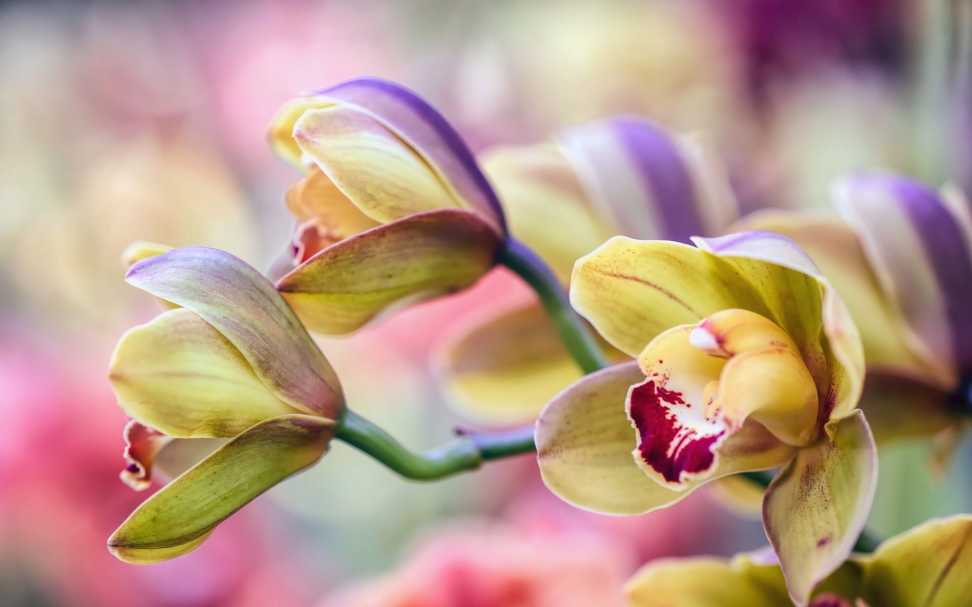 Orchidee viola nella giungla, 1440x900 720p, Laptop