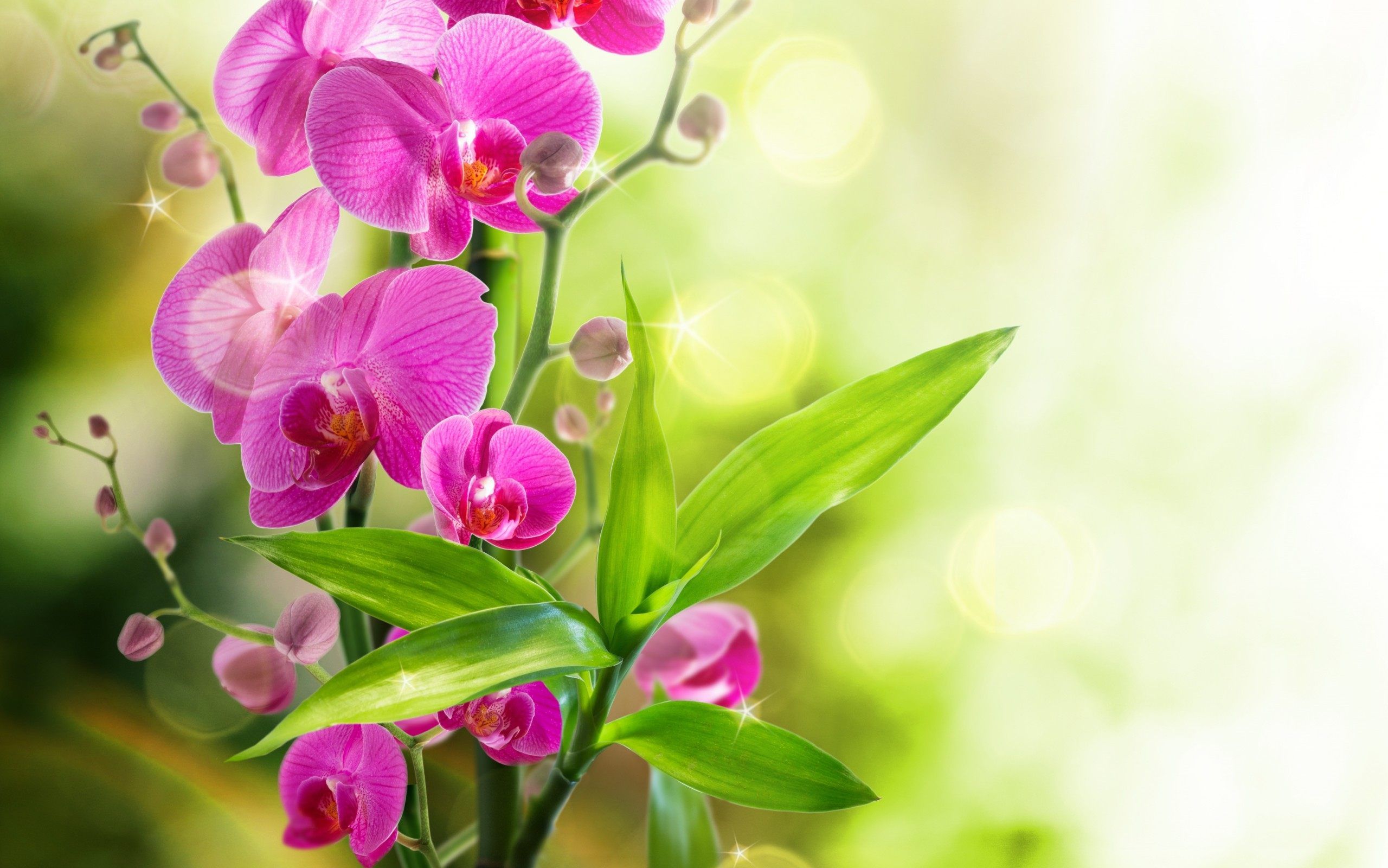 Ramo di orchidea verde-giallo, 1920x1200 WUXGA, Desktop