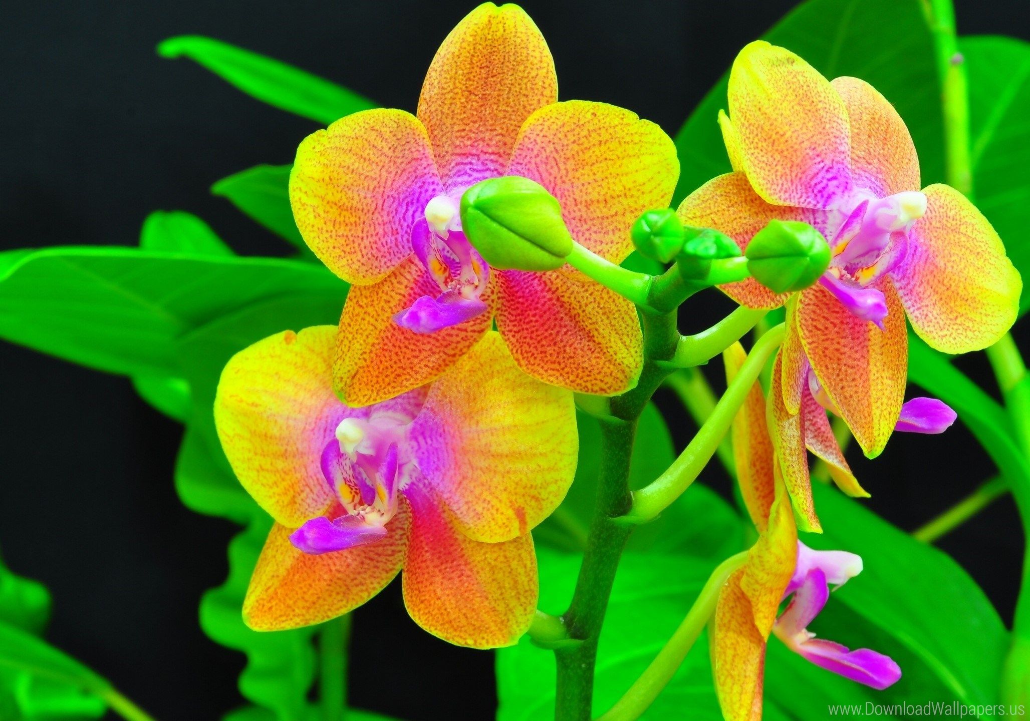 Orchidea rosa con foglie verdi, 2560x1600 2K, PC