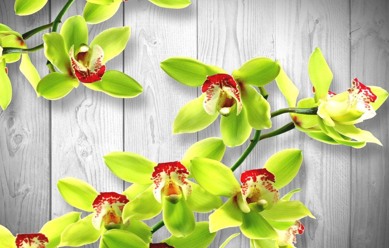 Orchidee arancioni e rosa, 2056x1440 2K, PC Desktop
