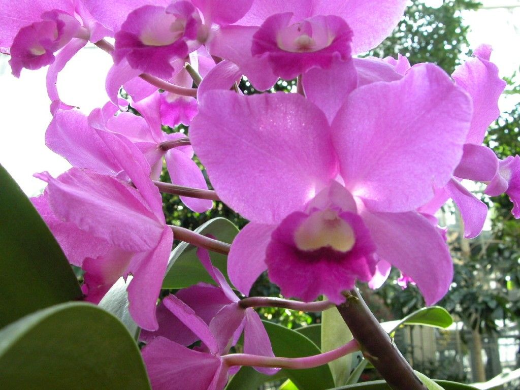 Orchidee bianche con foglie verdi, 3200x2125 2K, PC