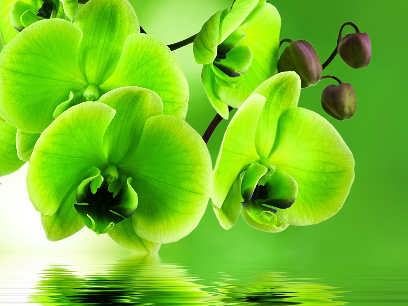 Orchidee verdi con riflesso acqua, 1365x1024 HD, Desktop