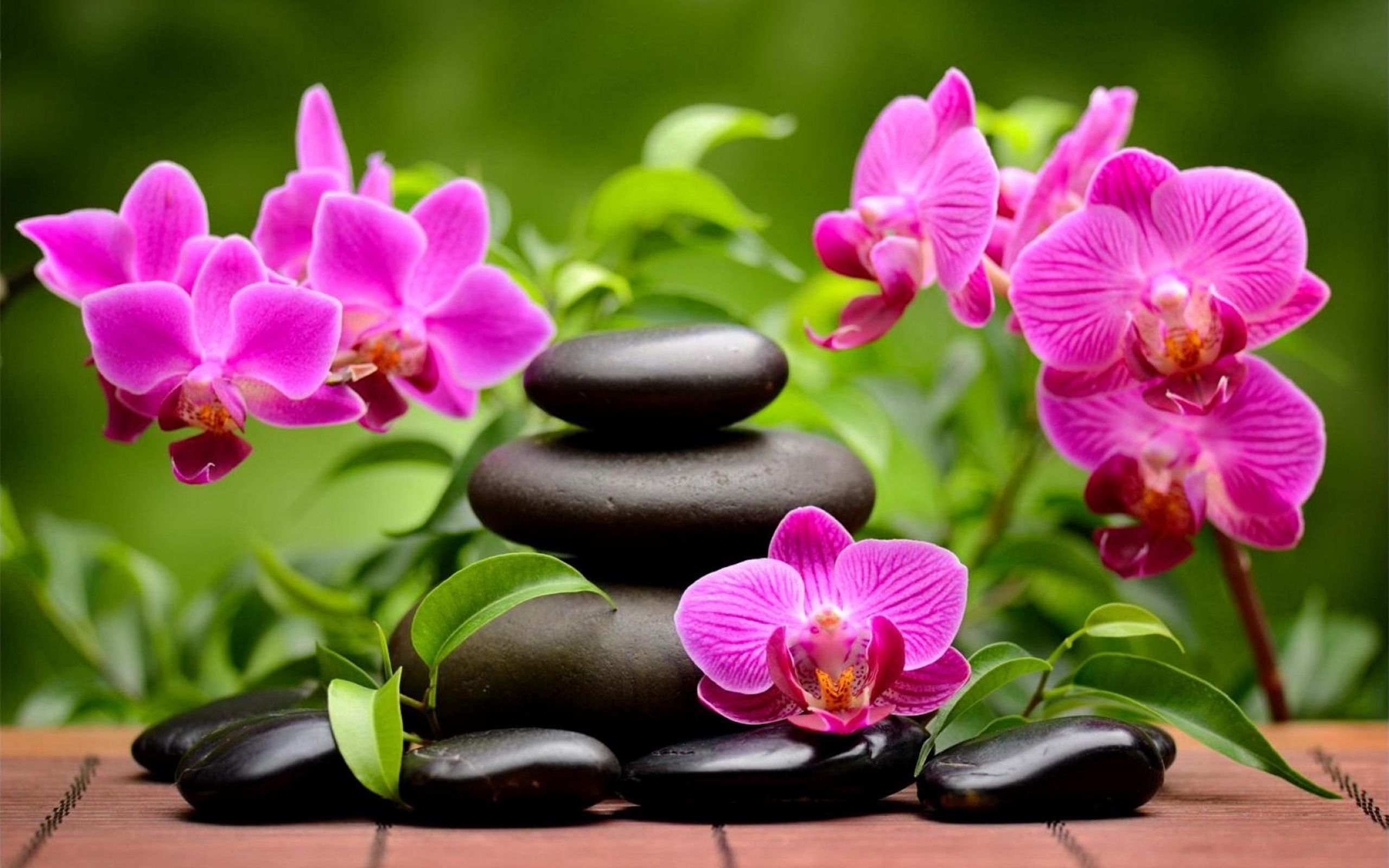 Orchidea rosa e pietre zen, 1920x1200 WUXGA, Laptop