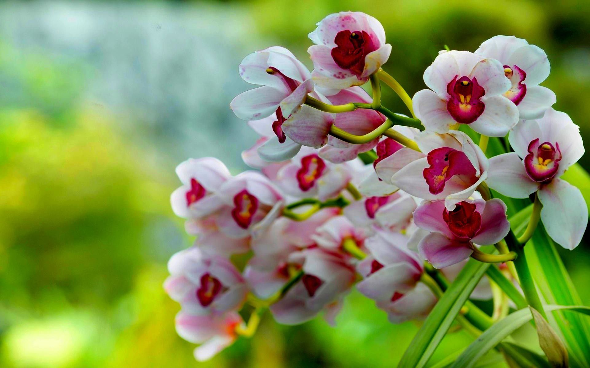 Orchidee verdi su legno, 1332x850 HD, Desktop