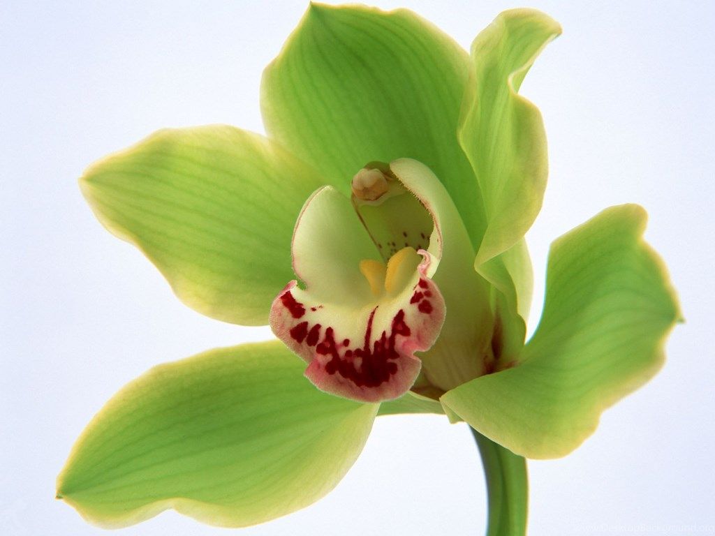 Orchidee rosa e pietre zen, 2560x1600 2K+, Desktop