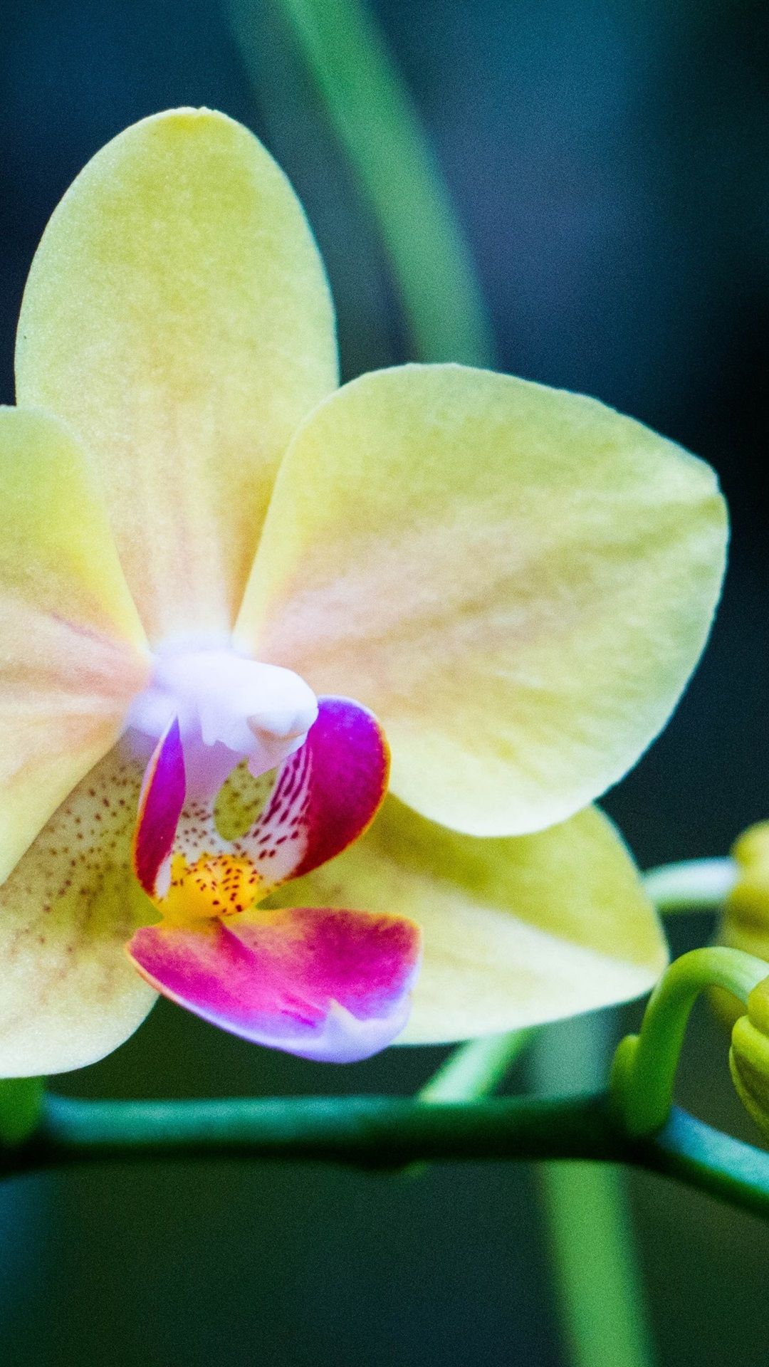 Orchidee bianche e rosa, 1920x1200 Full HD+ WUXGA, iMac