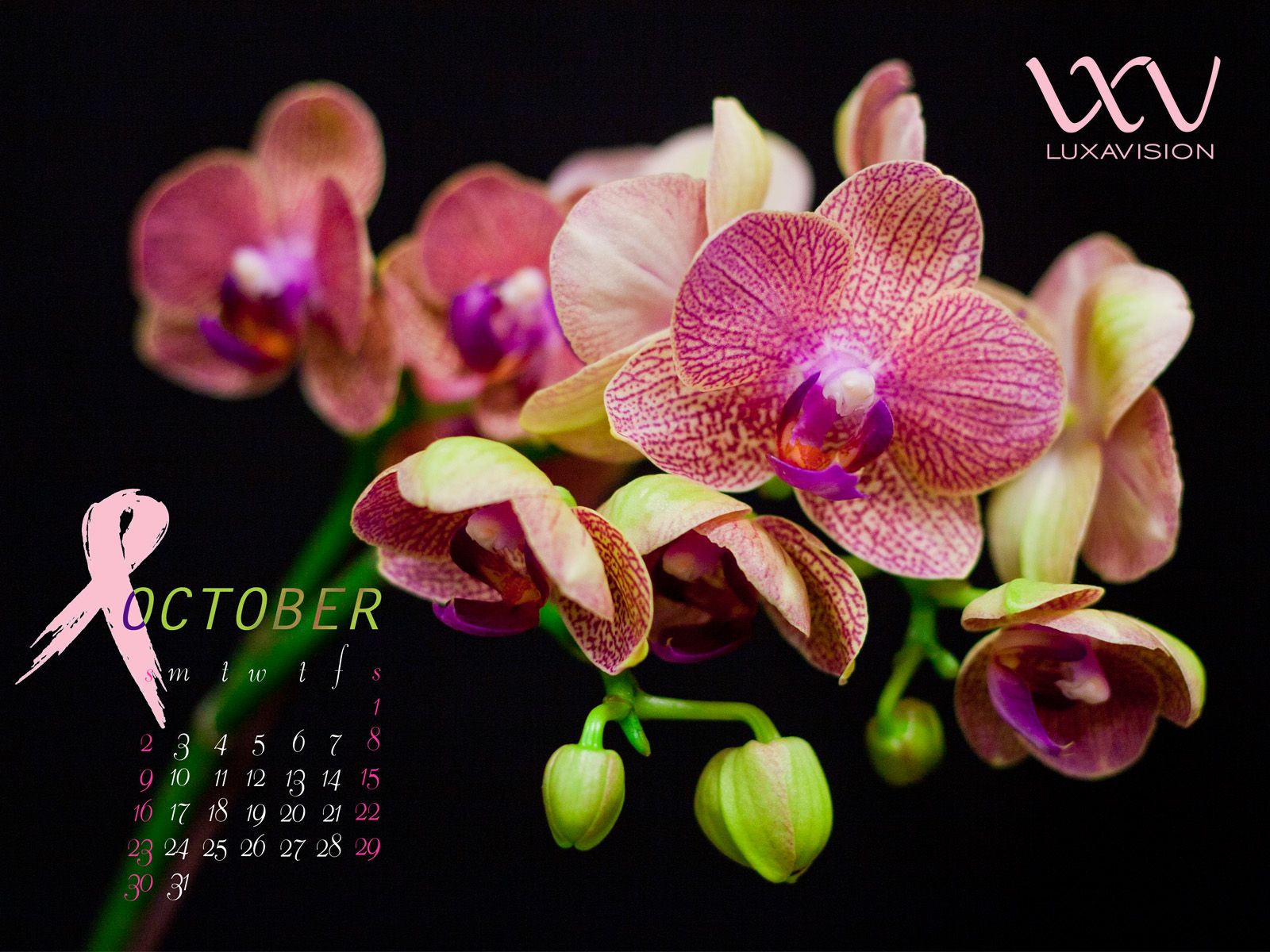 Orchidee bianche con centro rosso, 1280x800 HD, Desktop