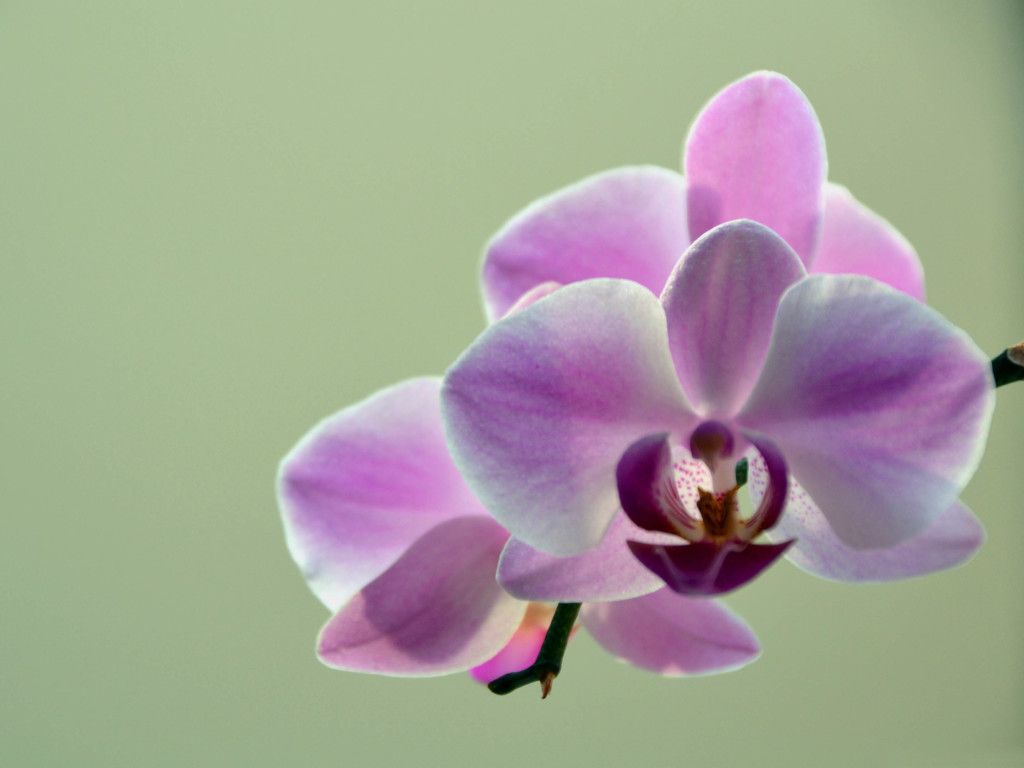 Orchidee rosa su nero, 1600x1200 HD, Laptop