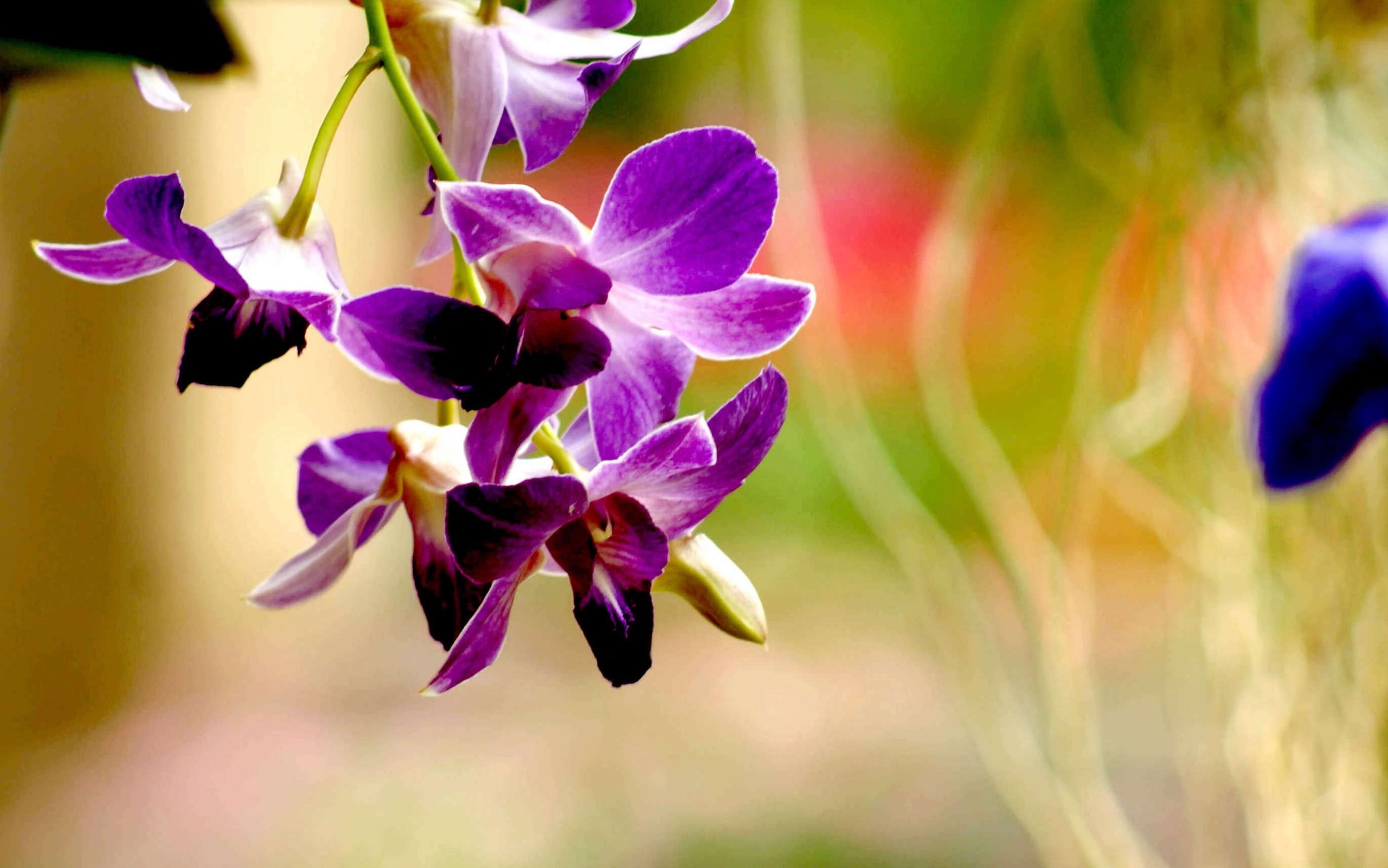 Orchidea rosa su verde, 1350x900 HD, HP Laptop