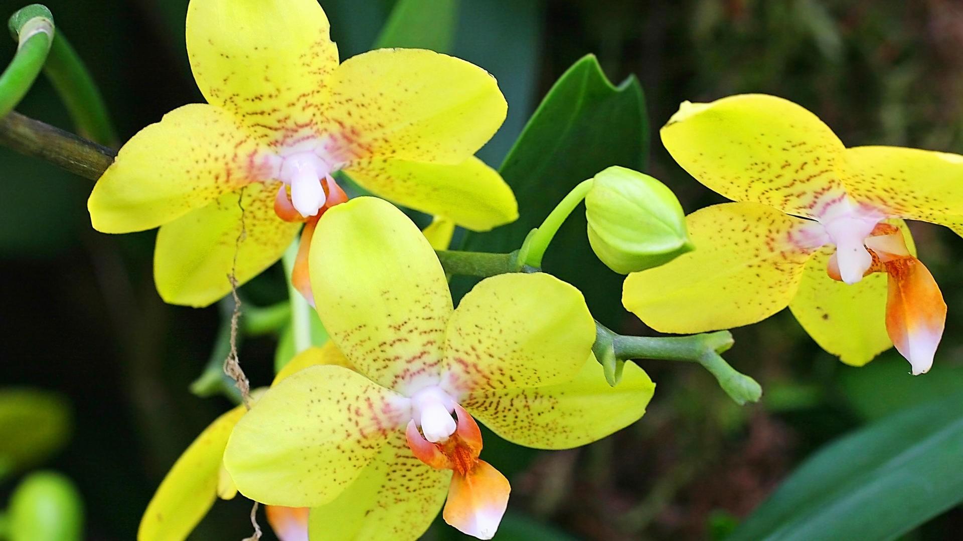 Orchidee rosa in giardino, 1280x800 720p, PC