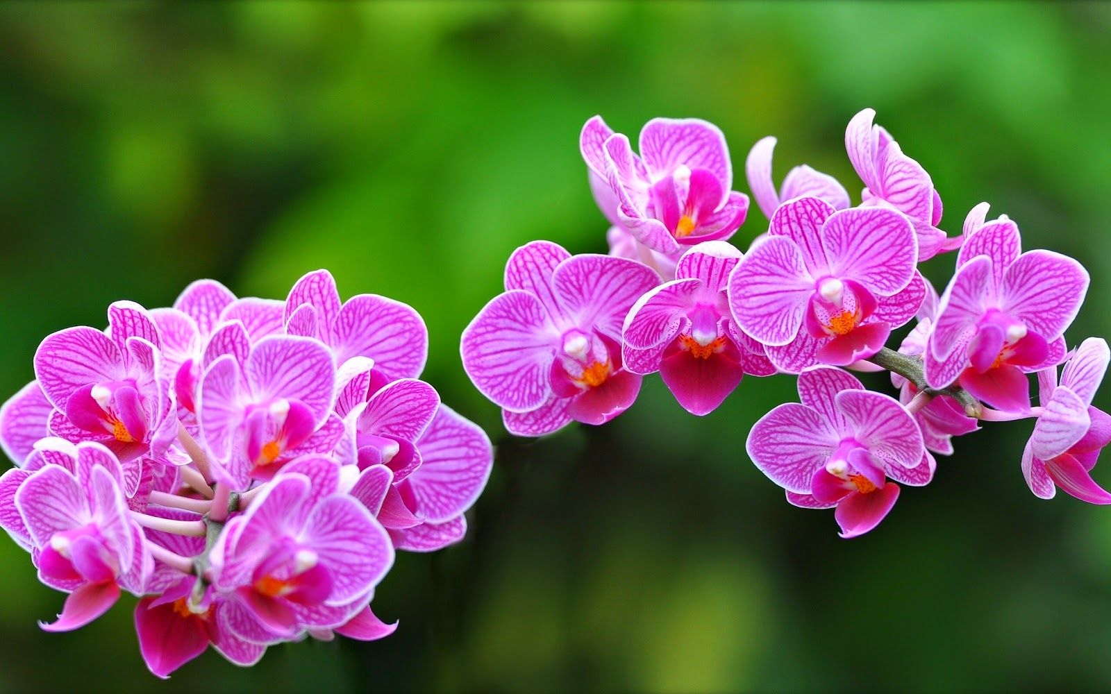 Orchidea rosa su verde, 1024x768 HD, Desktop