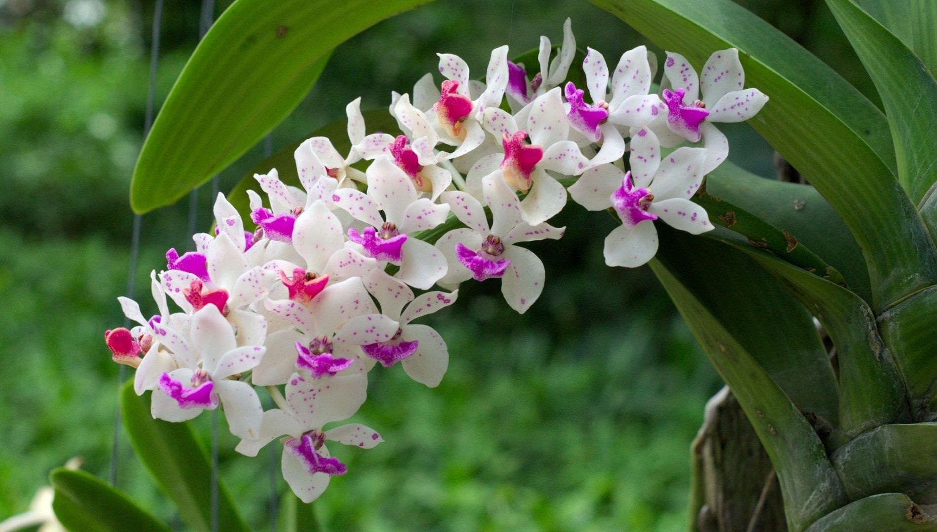 Orchidee viola in fiore, 2560x1600 2K+, Laptop
