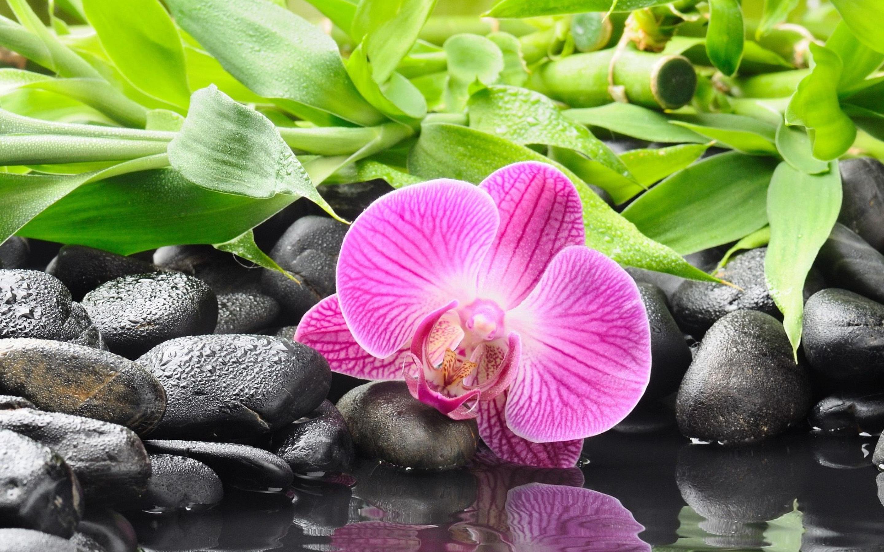Orchidee gialle con petali maculati, 1920x1080 Full HD 1080p, Desktop