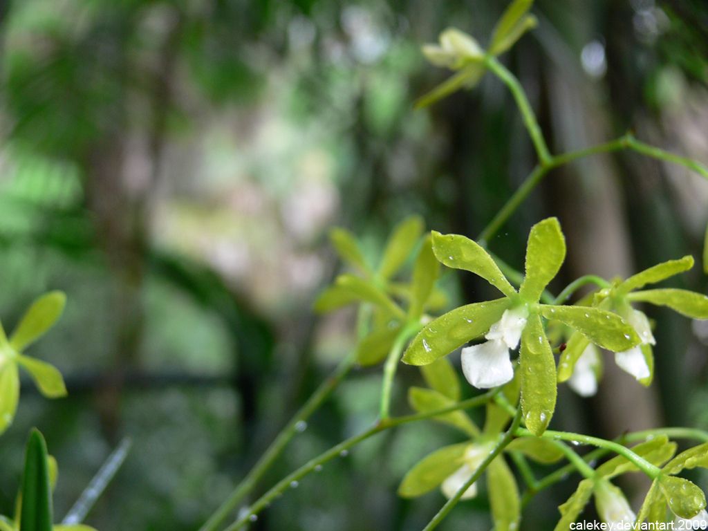 Ape orchidea verde e fiore arancione, 1024x1024 HD, iMac