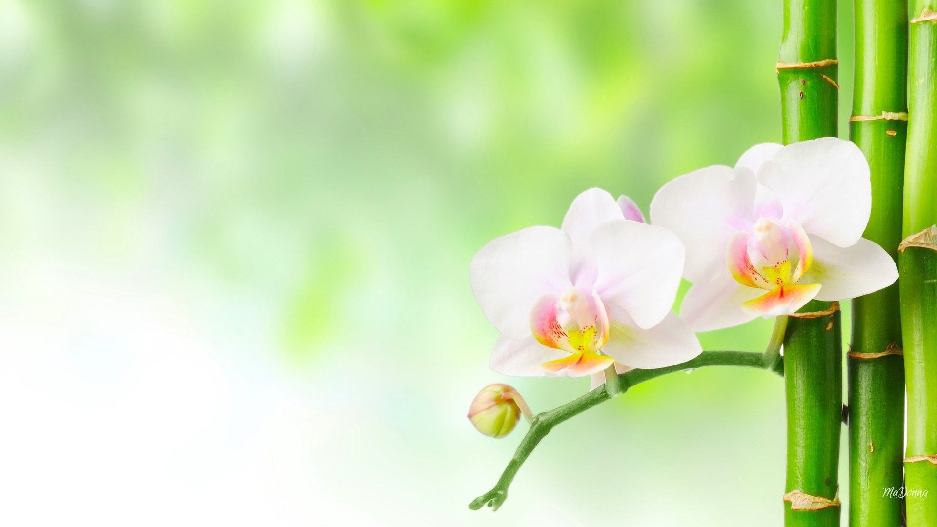 Orchidea bianca con bambù verde, 1920x1080 Full HD, PC Desktop