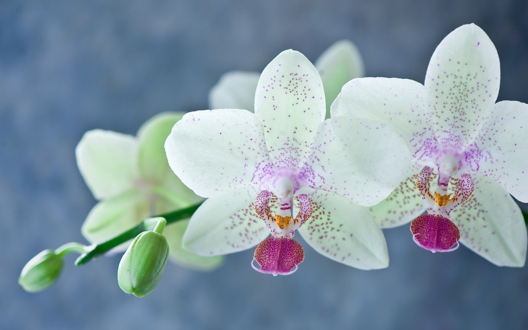 Orchidee rosa su verde, 1600x1000 HD, Lenovo Legion