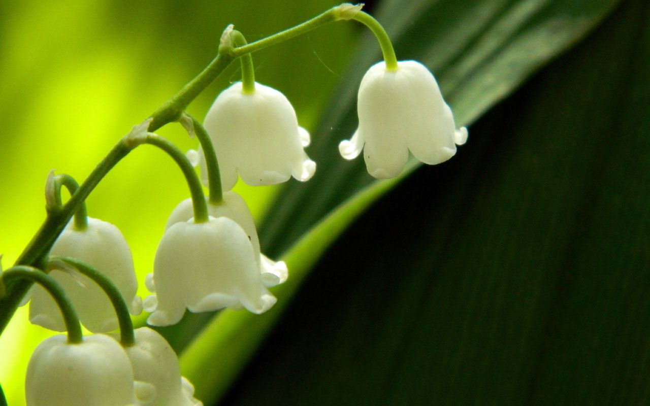 Mughetto fiori bianchi verde, 1280x800 720p, Acer Nitro