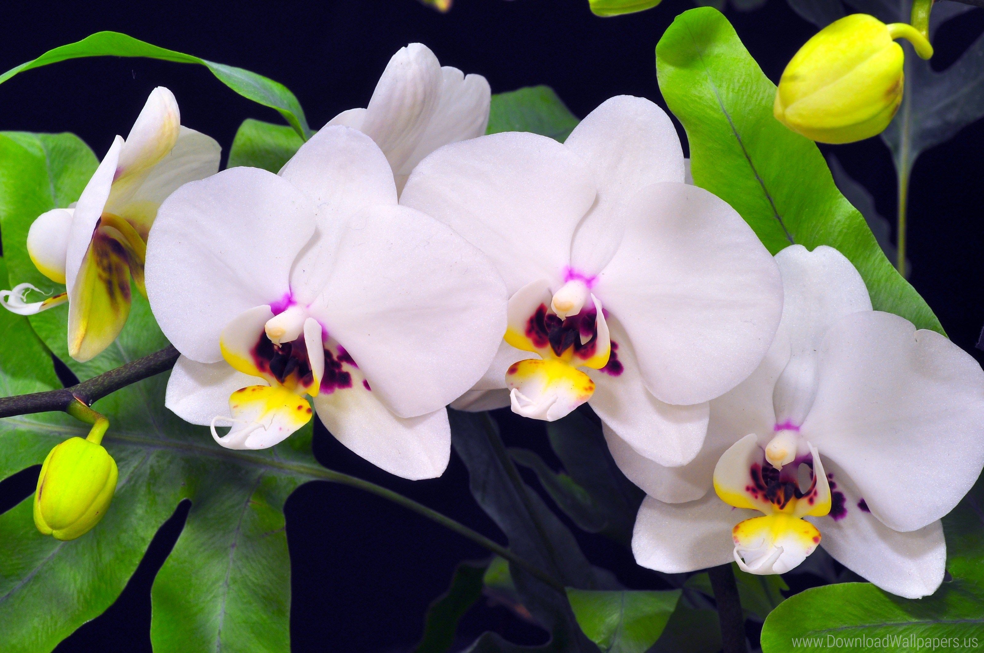 Orchidea rosa su pietre nere, 2880x1800 WQXGA, Desktop