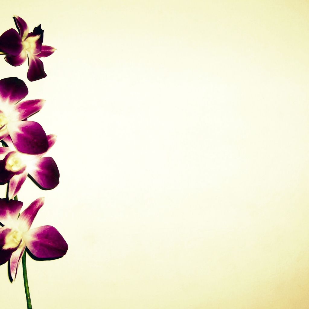 Orchidea verde con gocce d'acqua, 1600x1000 HD Ready, Desktop