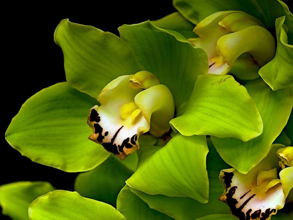 Orchidee Cymbidium verdi, 1024x768 HD, PC Desktop