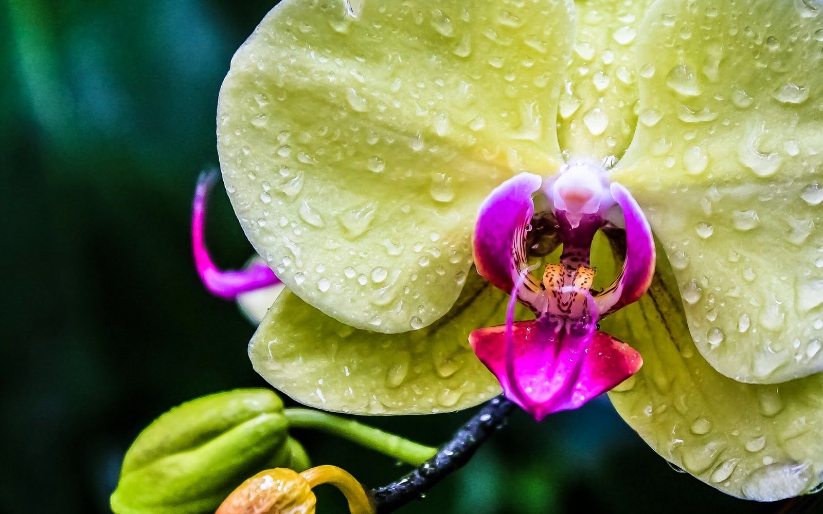 Orchidee verdi acquerello pattern, 794x2382 Full HD Verticale, Smartphone