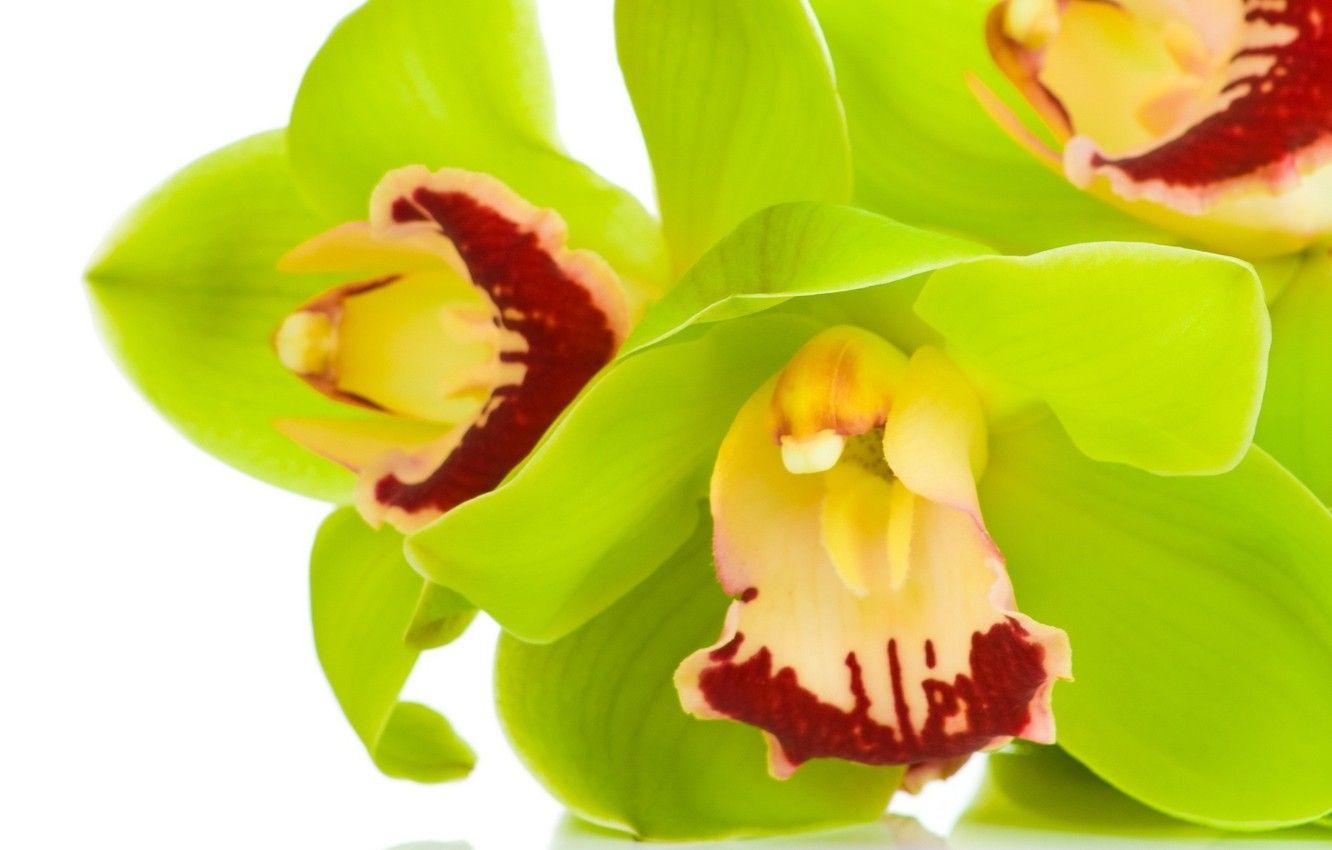 Orchidee verdi Cymbidium macro, 1332x850 720p, Laptop
