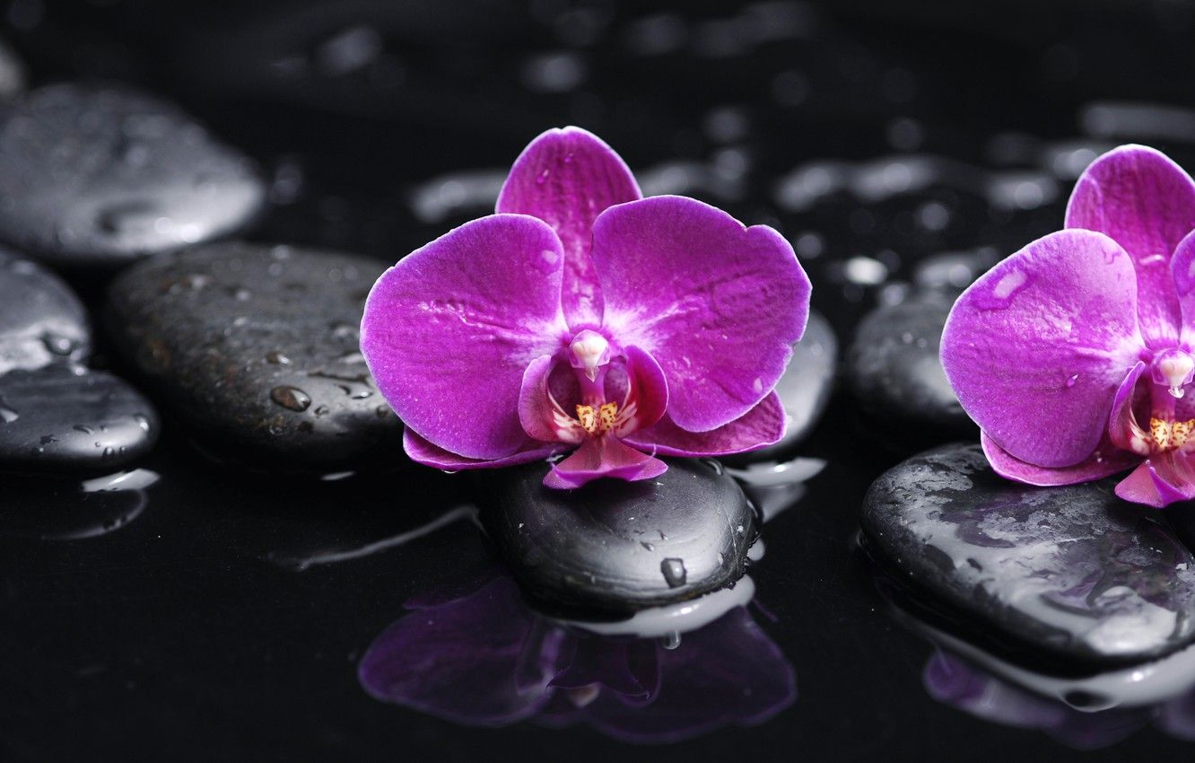 Orchidee viola su pietre nere, 1332x850 HD, Desktop
