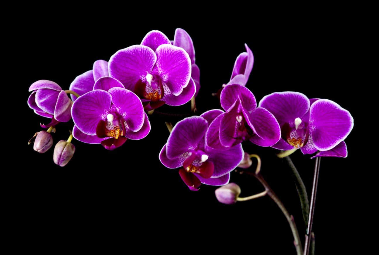 Orchidea viola su sfondo nero, 1296x873 720p, PC
