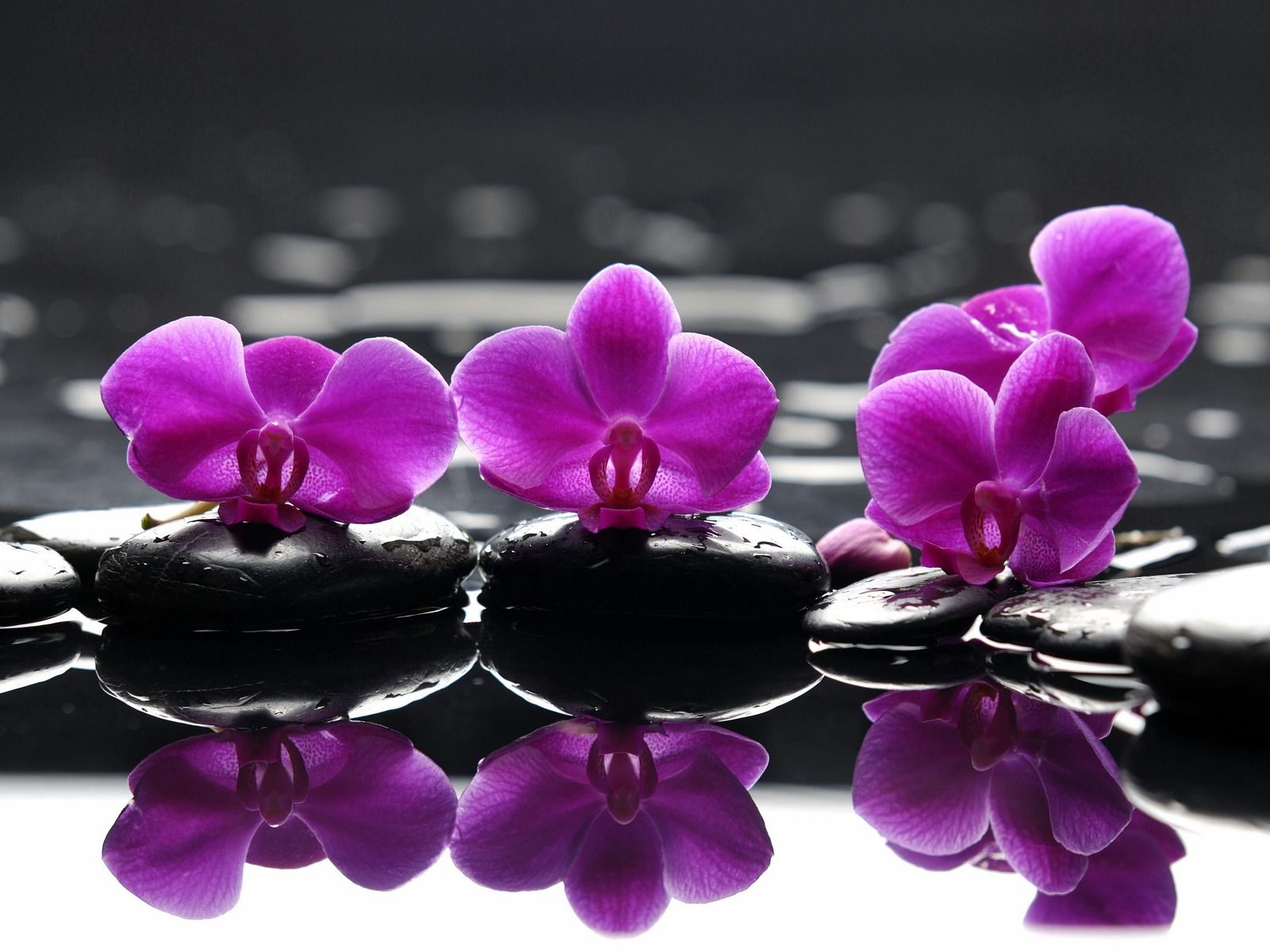 Orchidee viola su pietre nere, 1600x1200 HD Ready, Desktop