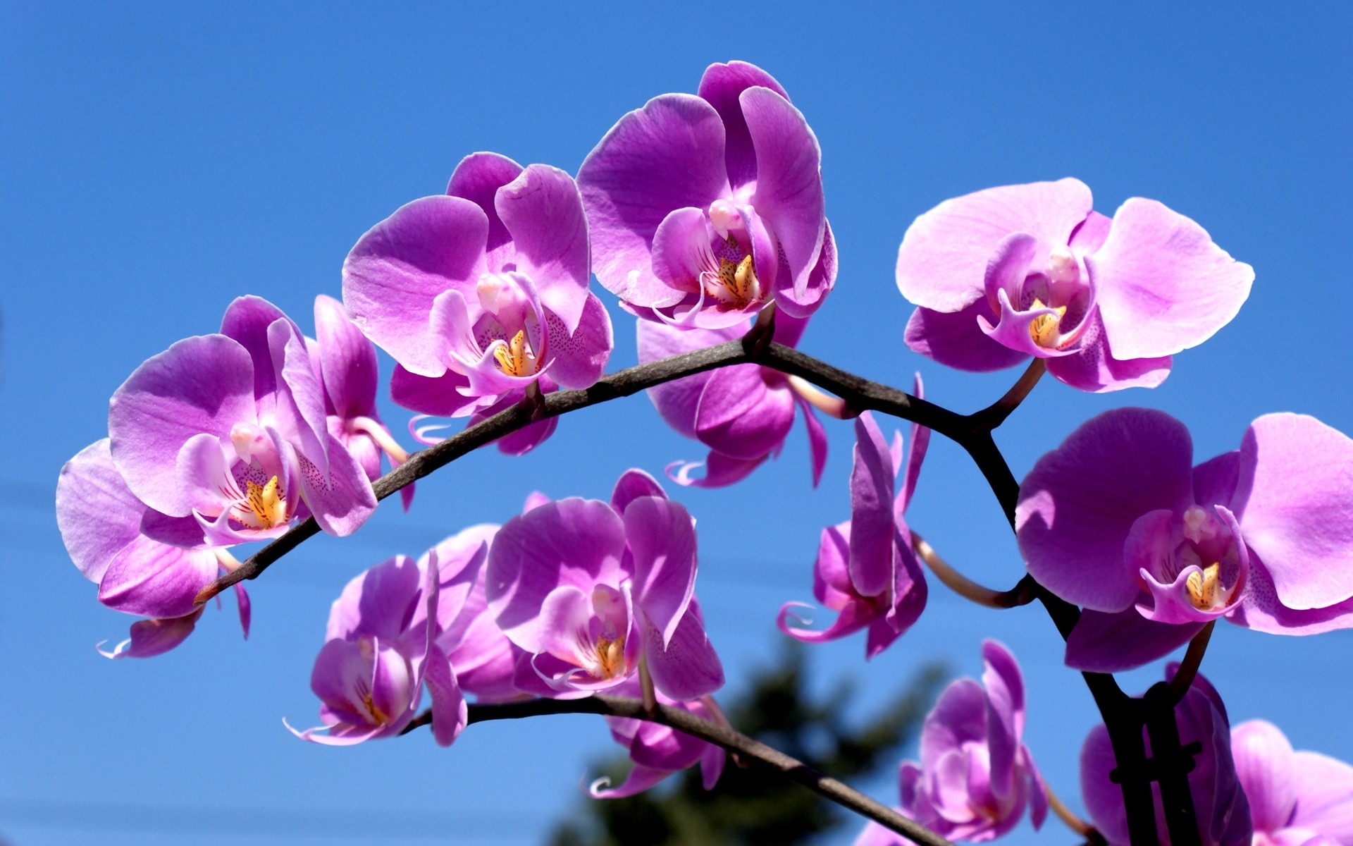 Orchidea viola cielo blu, 1920x1200 WUXGA, PC Desktop