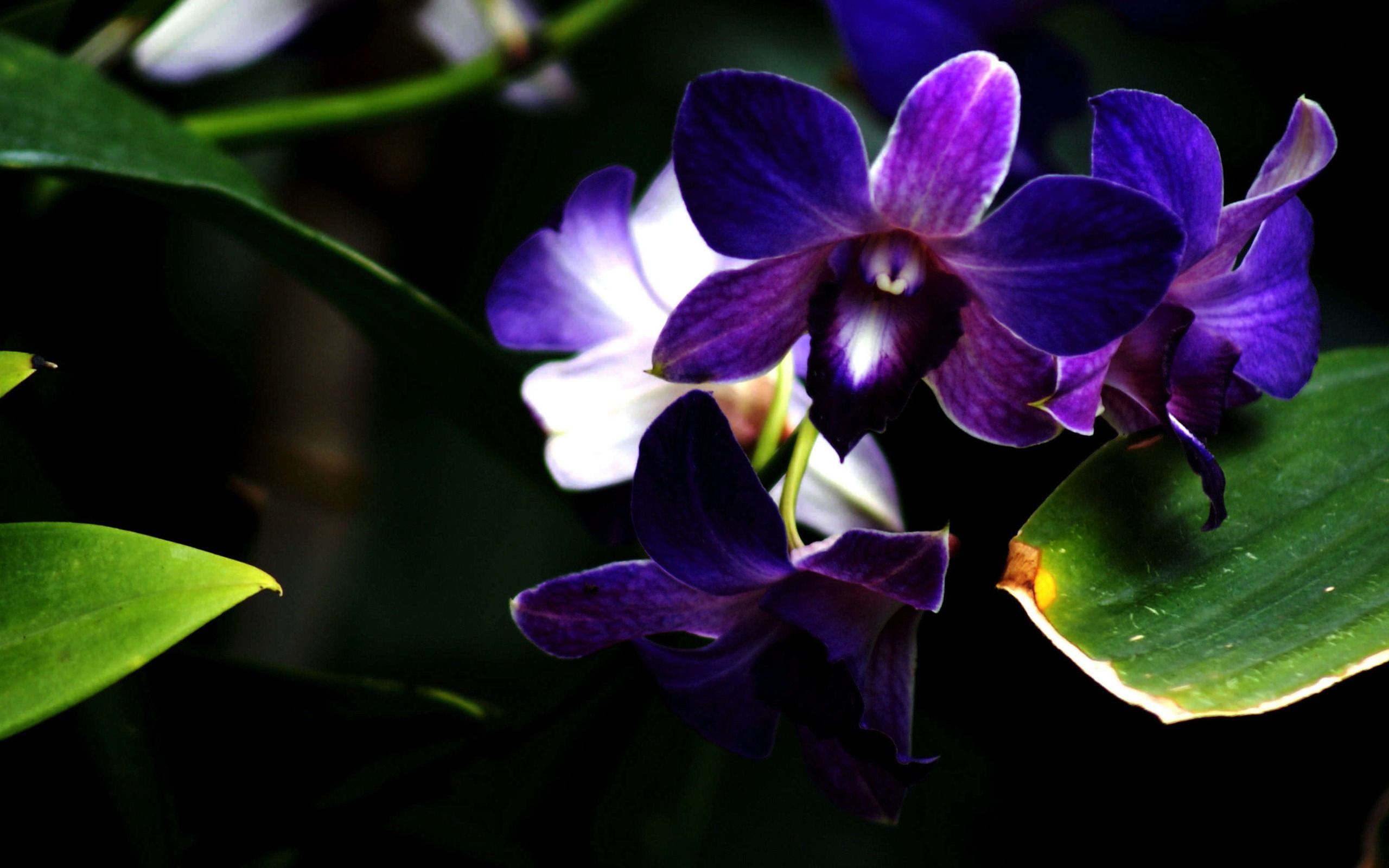 Orchidea viola scuro, 2560x1600 2K, PC