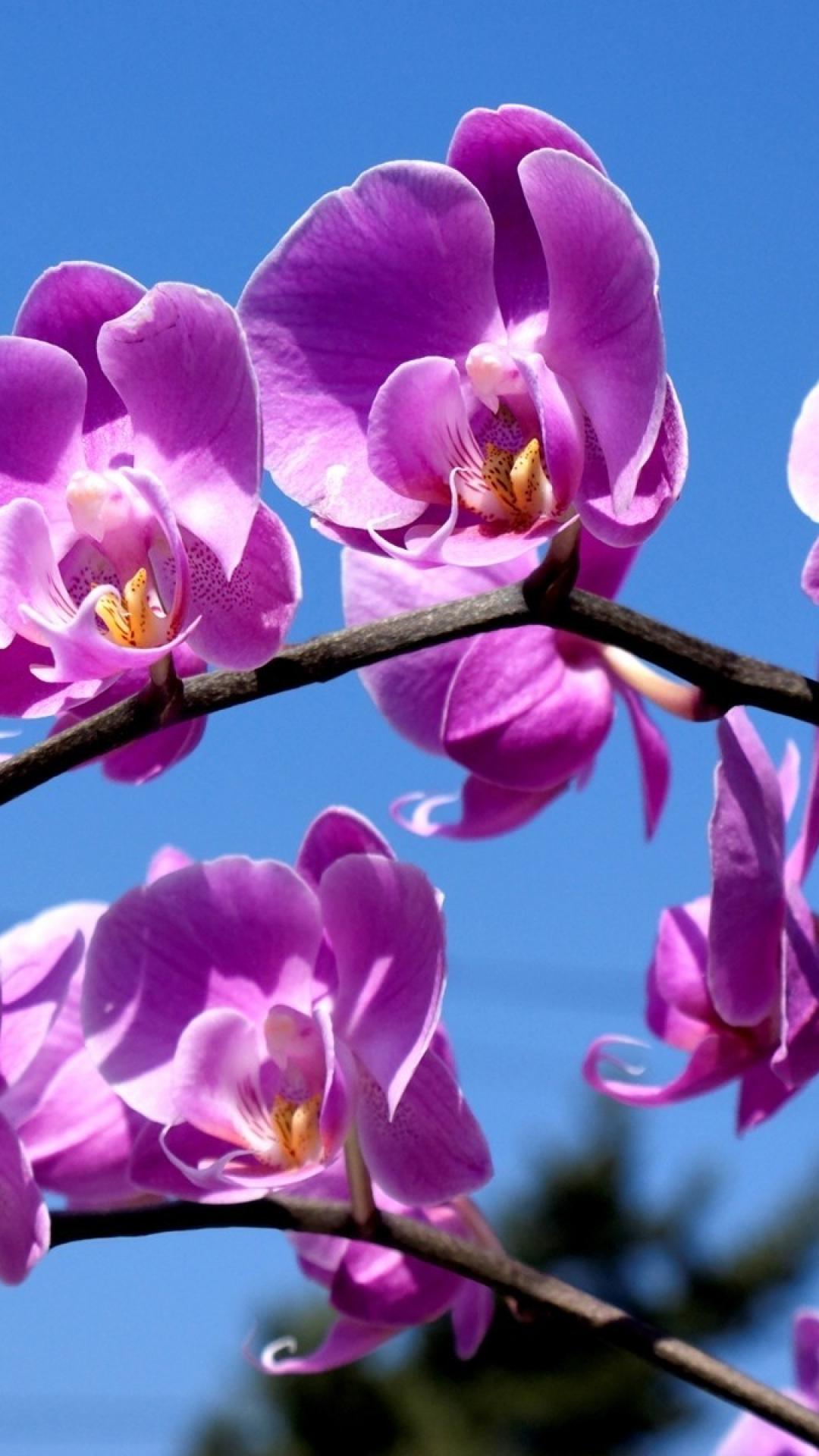 Orchidee viola cielo blu, 1080x1920 Verticale, Mobile