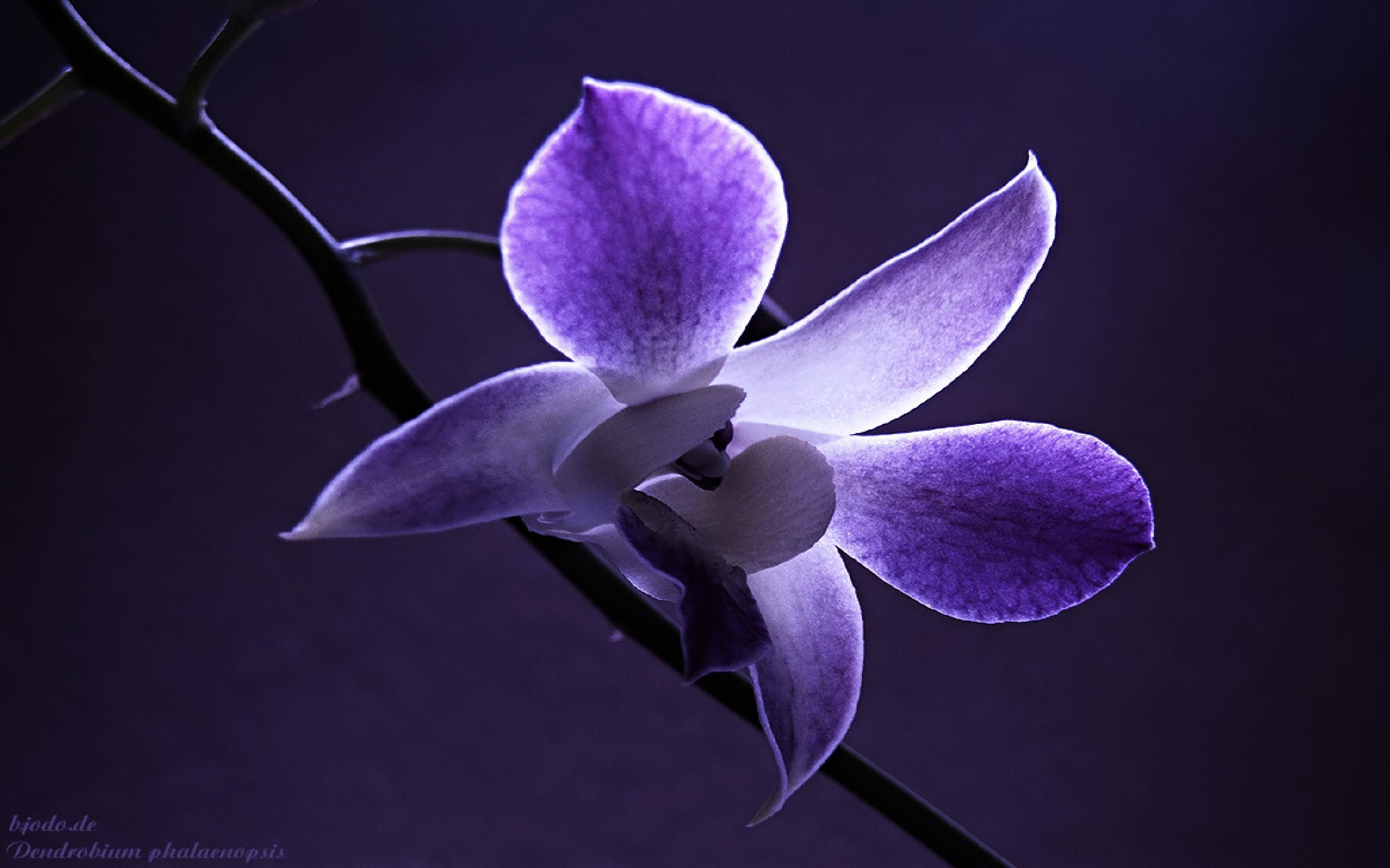 Orchidea viola su ramo, 2880x1800 WQXGA, MacBook Pro