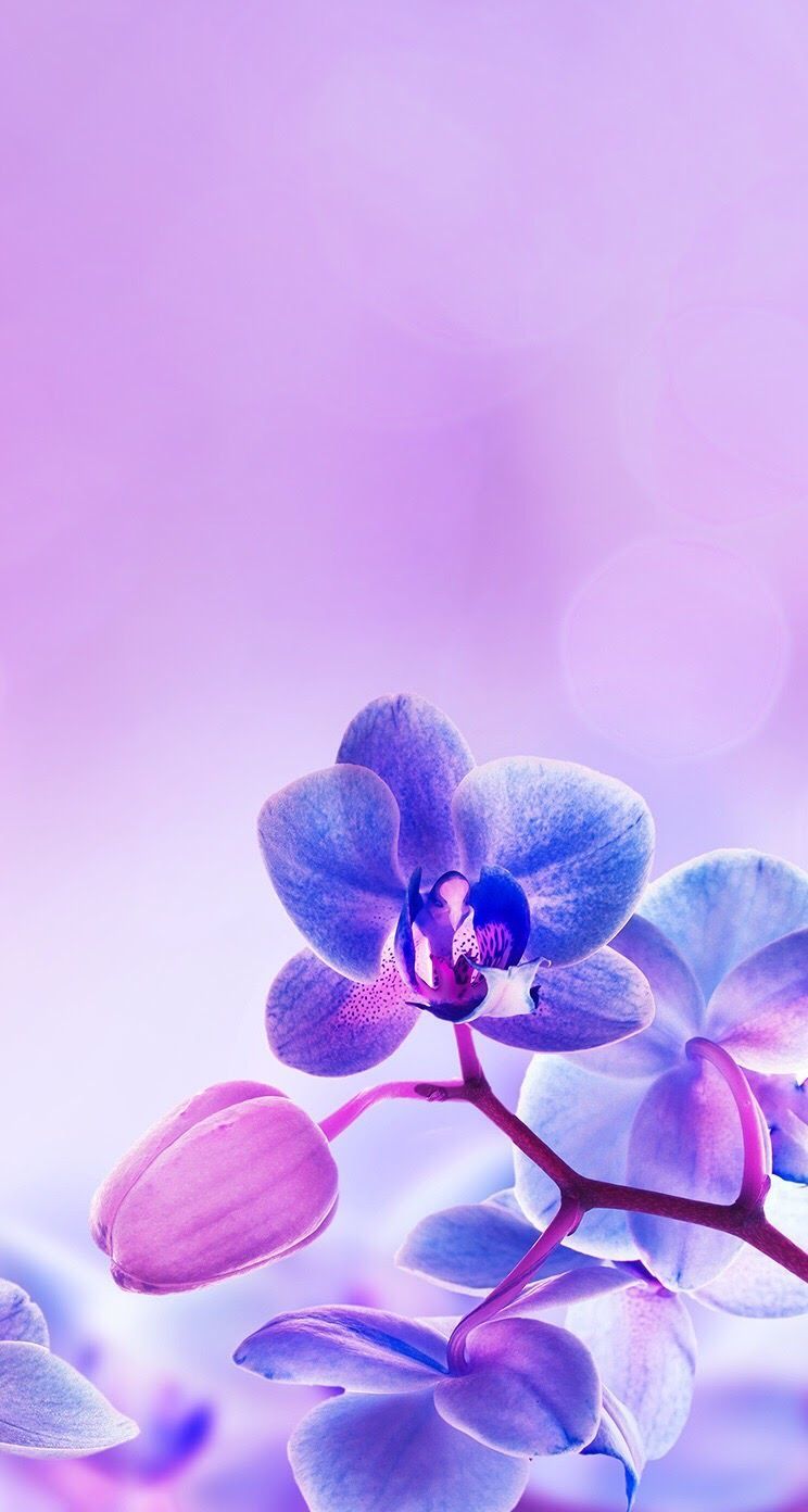 Orchidea viola sfondo sfumato, 744x1392 Verticale, Telefono
