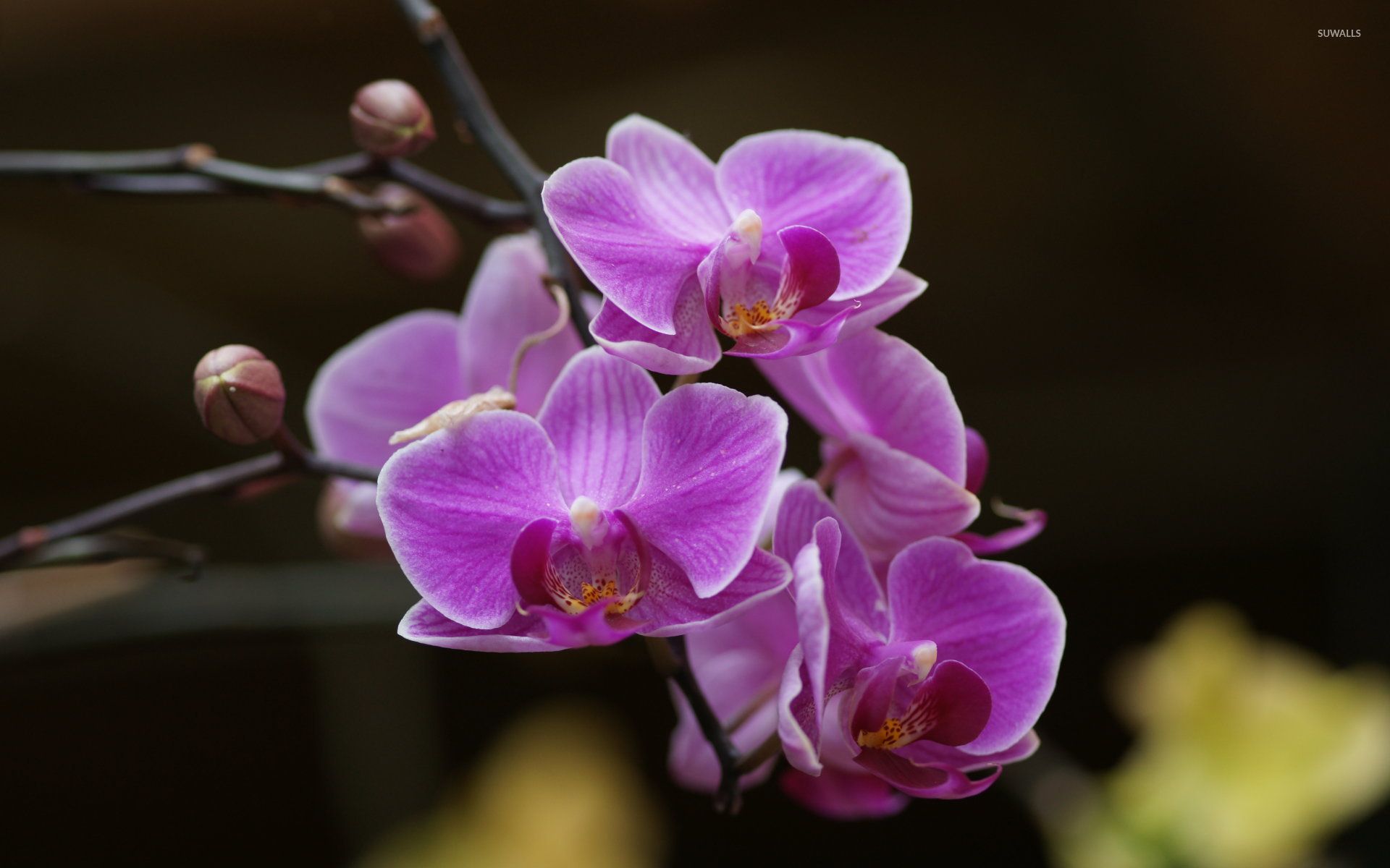 Orchidee viola in fiore, 1920x1200 WUXGA, Laptop