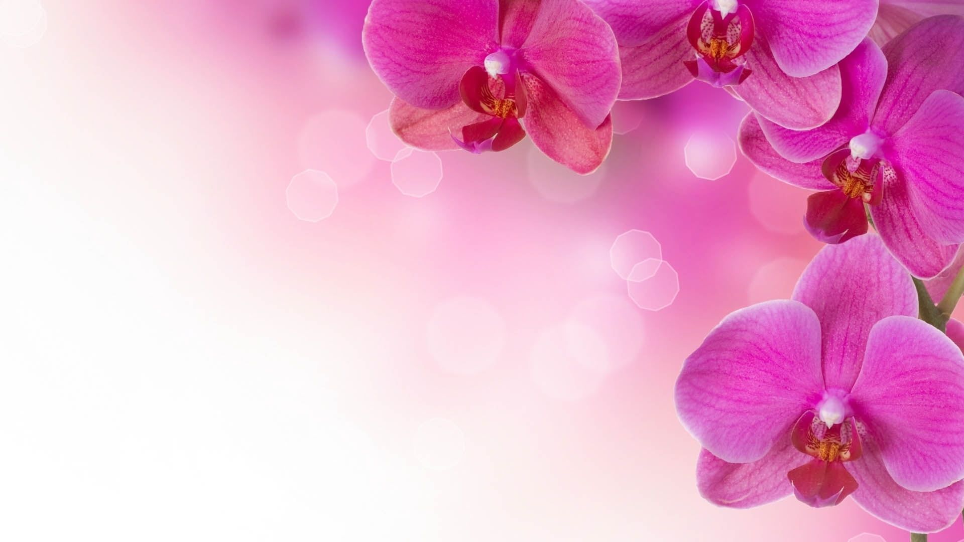 Orchidea viola fiori, 1920x1080 Full HD 1080p, PC